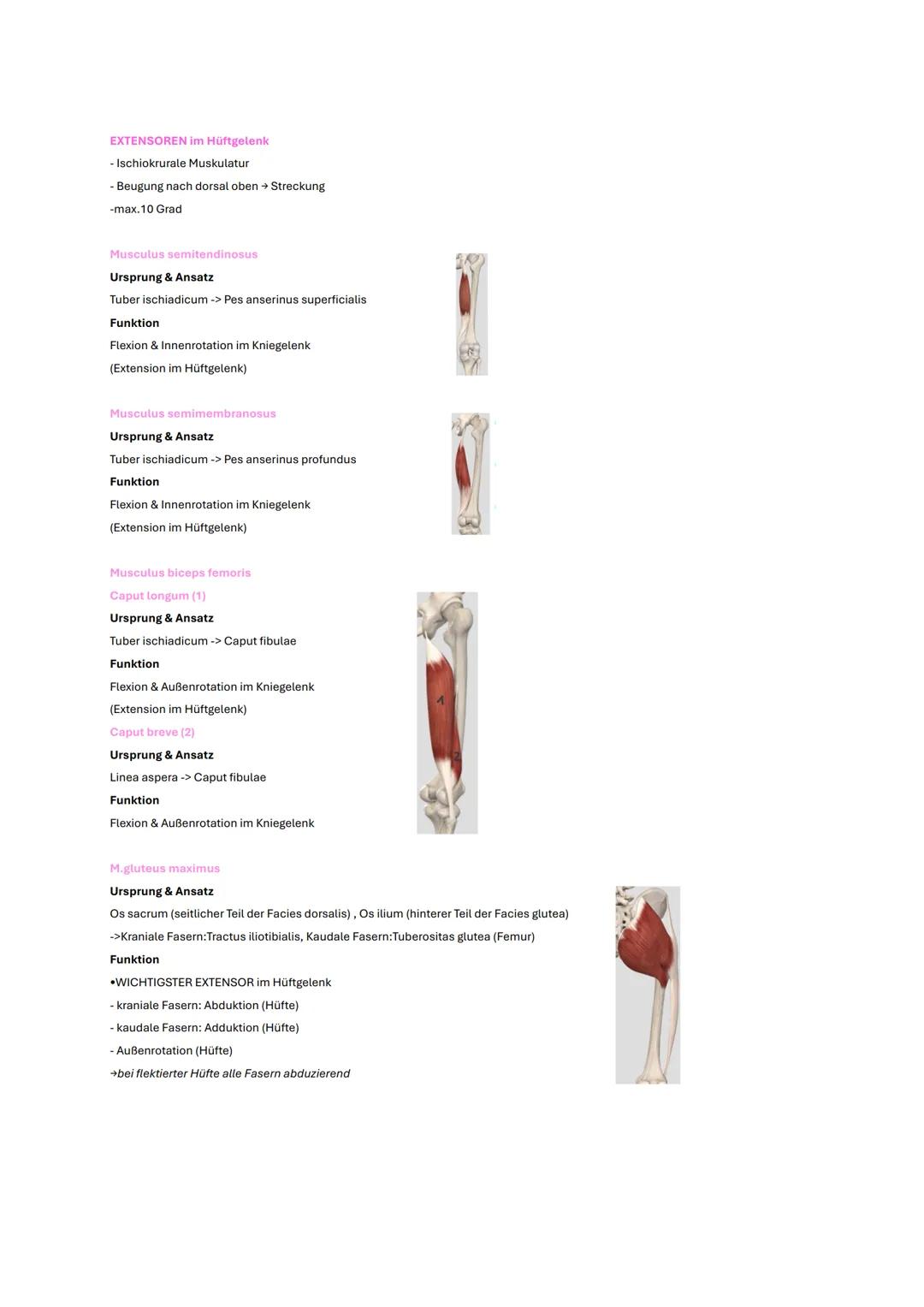 # Becken und Hüfte
# Wichtige Inhalte
* Knochen
* Gelenke
* Bänder
* wichtige Muskeln
* Klinik # Gelenke
# Articulatio coxae
## Aufbau
C