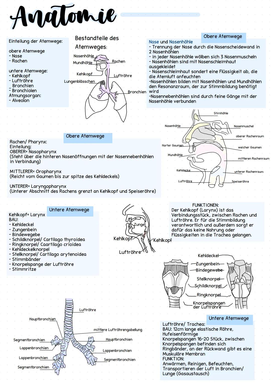 # Anatomie
## Einteilung der Atemwege:
- obere Atemwege:
  - Nase
  - Rachen
- untere Atemwege:
  - Kehlkopf
  - Luftröhre
  - Bronchien