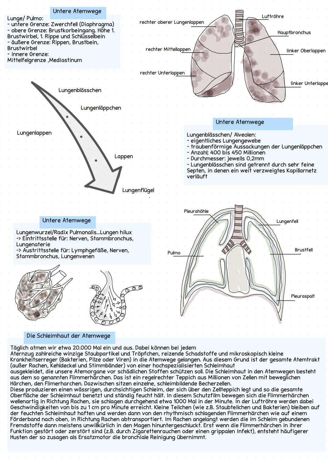 # Anatomie
## Einteilung der Atemwege:
- obere Atemwege:
  - Nase
  - Rachen
- untere Atemwege:
  - Kehlkopf
  - Luftröhre
  - Bronchien