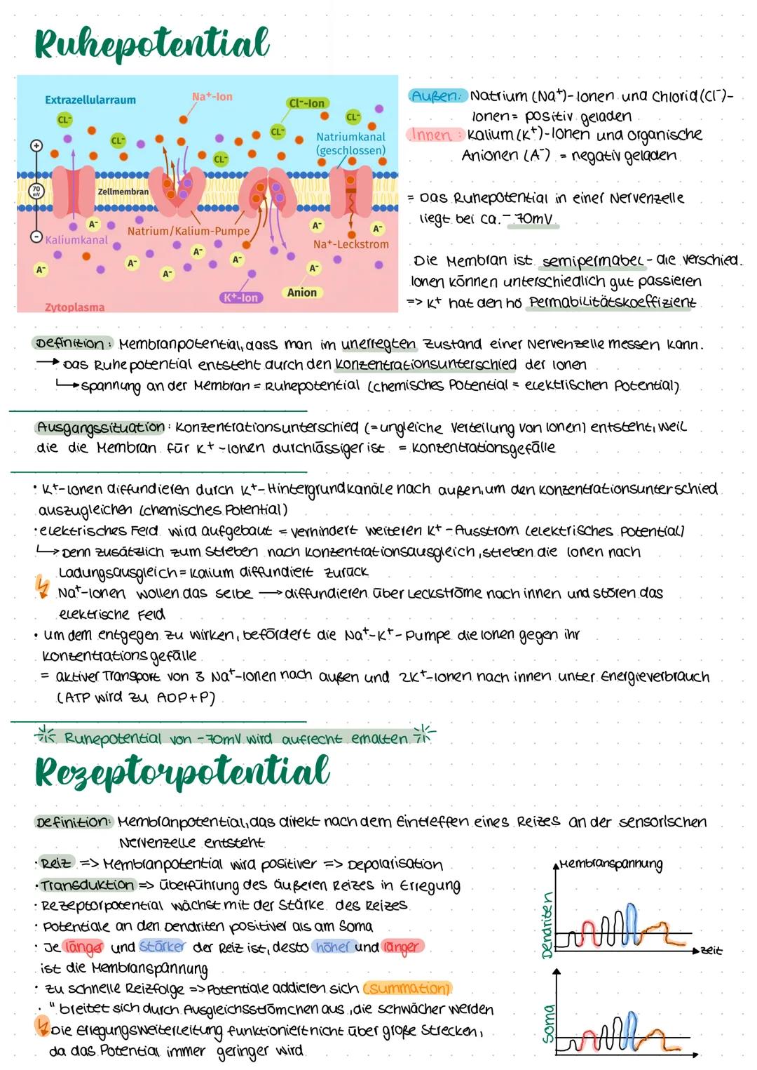 # Ruhepotential
Extrazellularraum
Nat-lon
Cl--lon
CL
A Natrium/Kalium-Pumpe
Kaliumkanal
A
Zytoplasma
Außen: Natrium (Na+)-lonen una