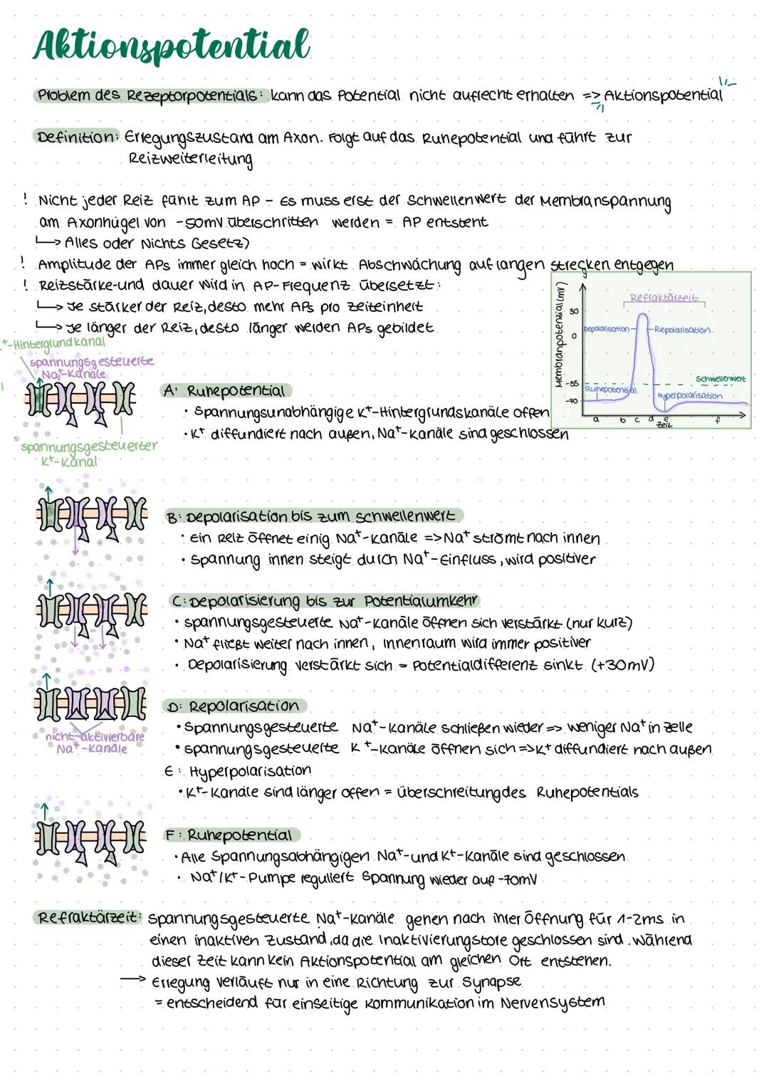 # Ruhepotential
Extrazellularraum
Nat-lon
Cl--lon
CL
A Natrium/Kalium-Pumpe
Kaliumkanal
A
Zytoplasma
Außen: Natrium (Na+)-lonen una