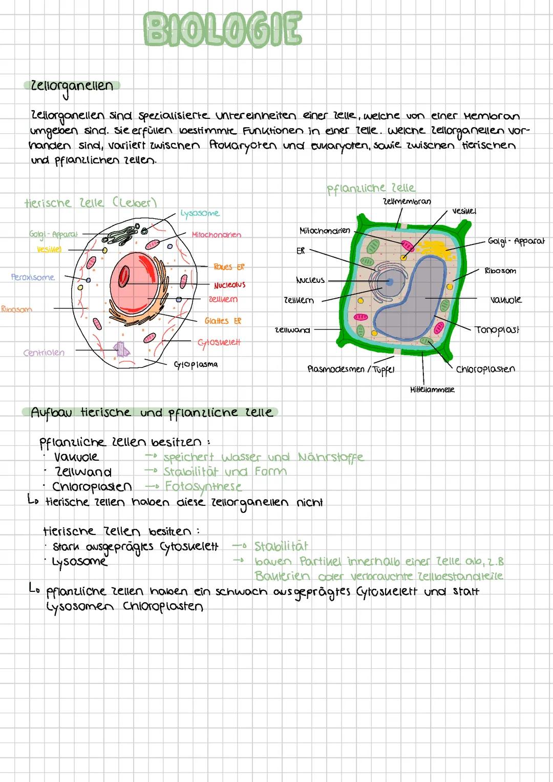Lernzettel Zellbiologie