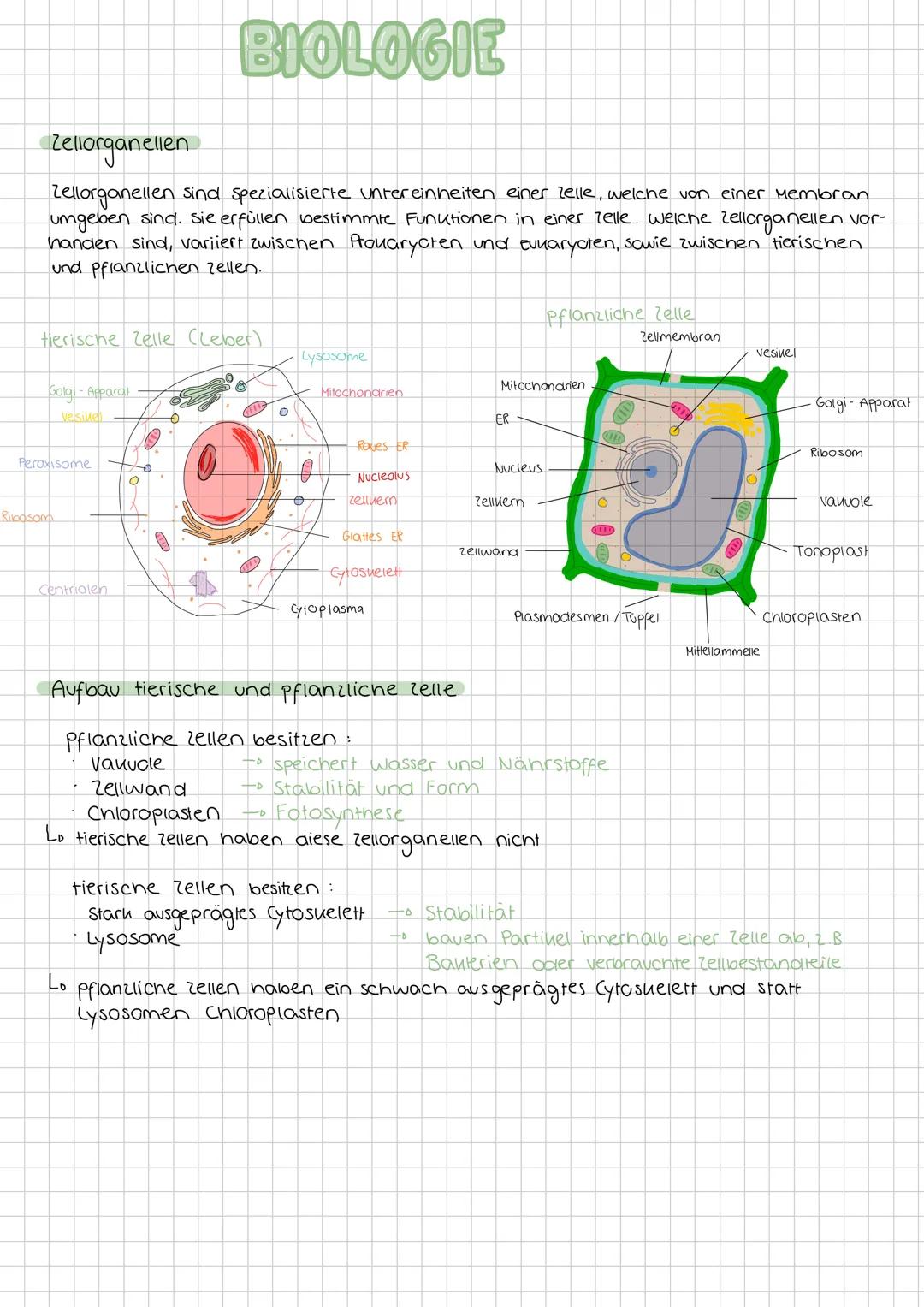 # BIOLOGIE
## Zellorganellen
Zellorganellen sind spezialisierte Untereinheiten einer Zelle, welche von einer Membran umgeben sind. Sie erf