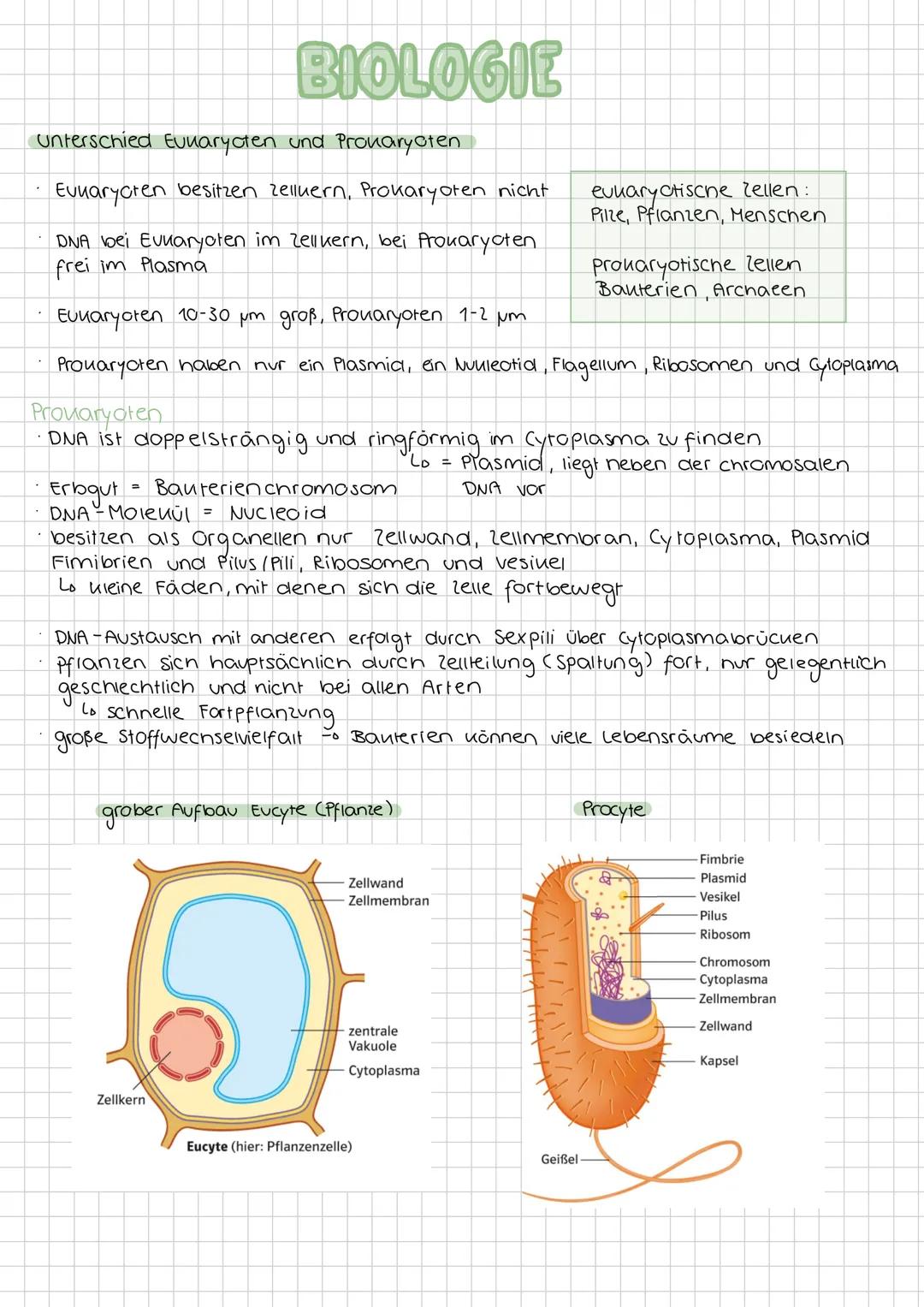 # BIOLOGIE
## Zellorganellen
Zellorganellen sind spezialisierte Untereinheiten einer Zelle, welche von einer Membran umgeben sind. Sie erf