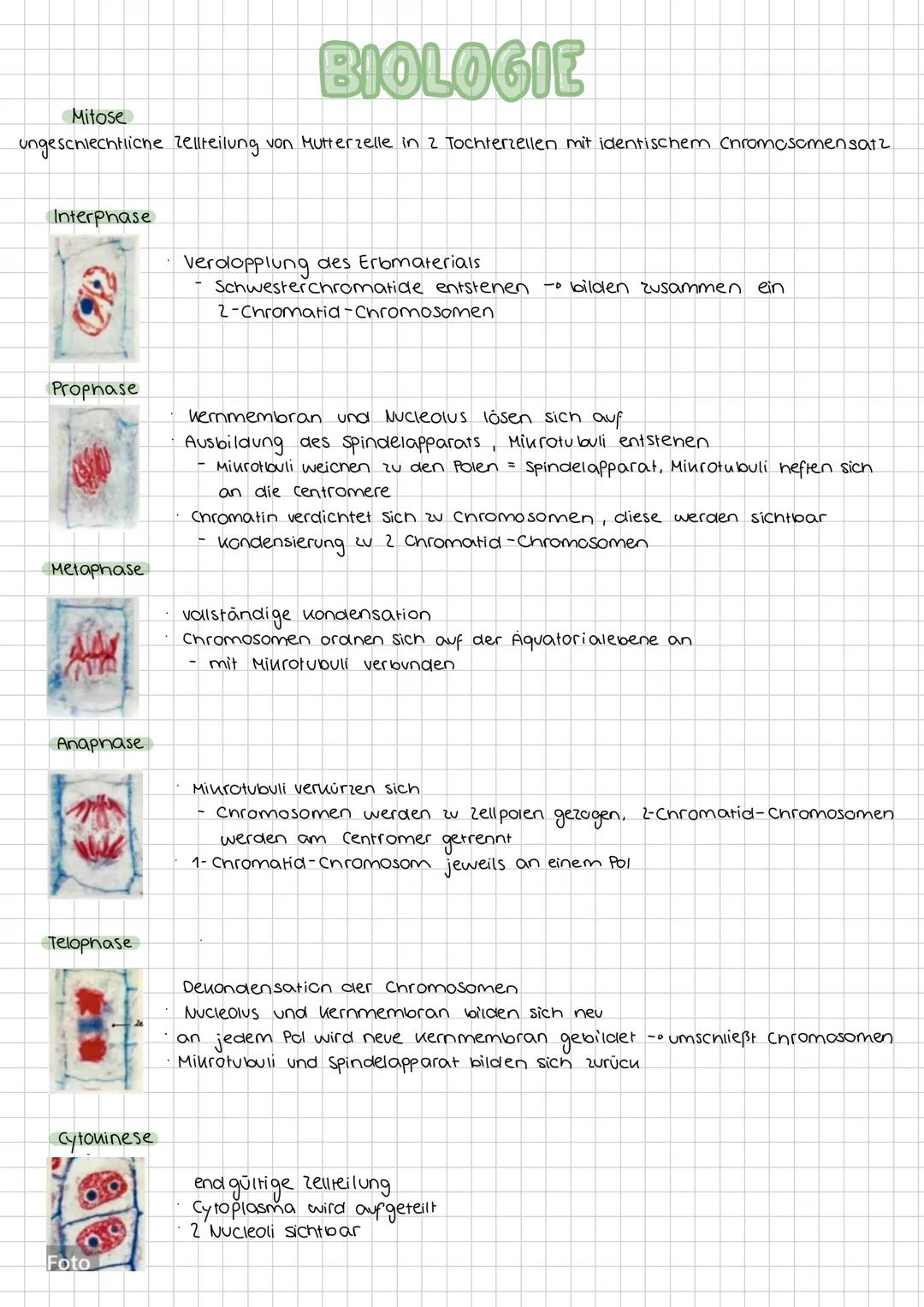 # BIOLOGIE
## Zellorganellen
Zellorganellen sind spezialisierte Untereinheiten einer Zelle, welche von einer Membran umgeben sind. Sie erf