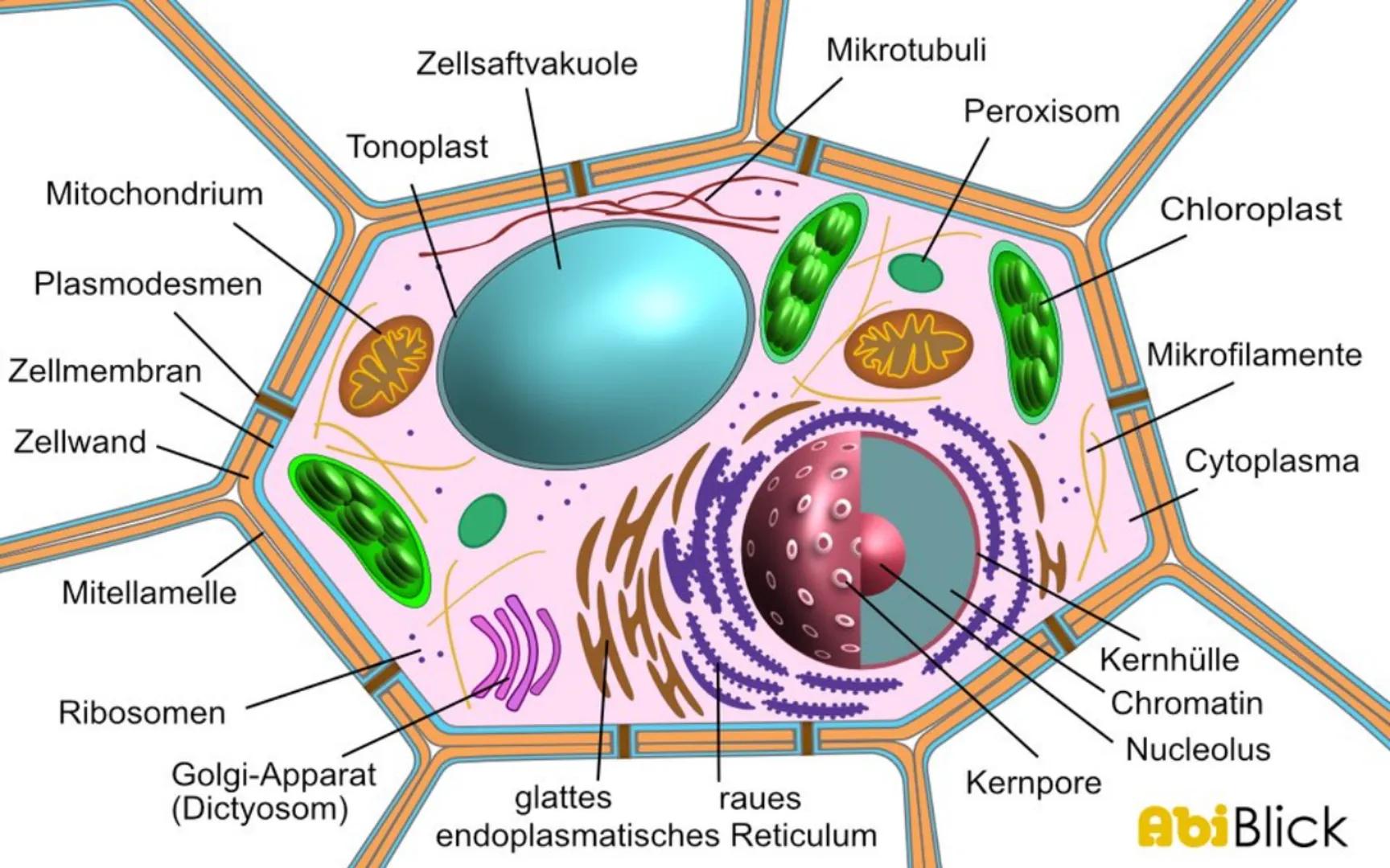 # BIOLOGIE
## Zellorganellen
Zellorganellen sind spezialisierte Untereinheiten einer Zelle, welche von einer Membran umgeben sind. Sie erf