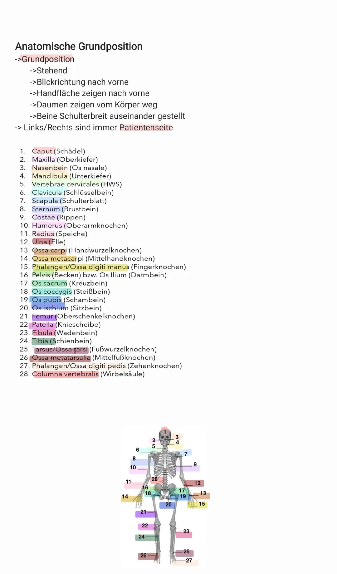 Anatomische Grundlagen/Richtungen