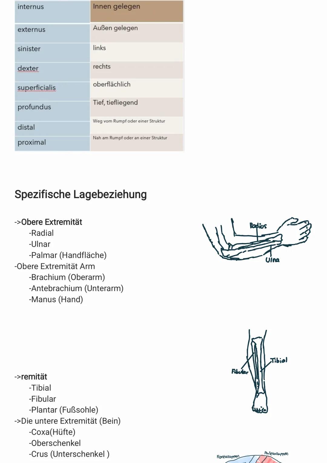 # Anatomische Grundposition
->Grundposition
->Stehend
->Blickrichtung nach vorne
->Handfläche zeigen nach vorne
->Daumen zeigen vom Körper