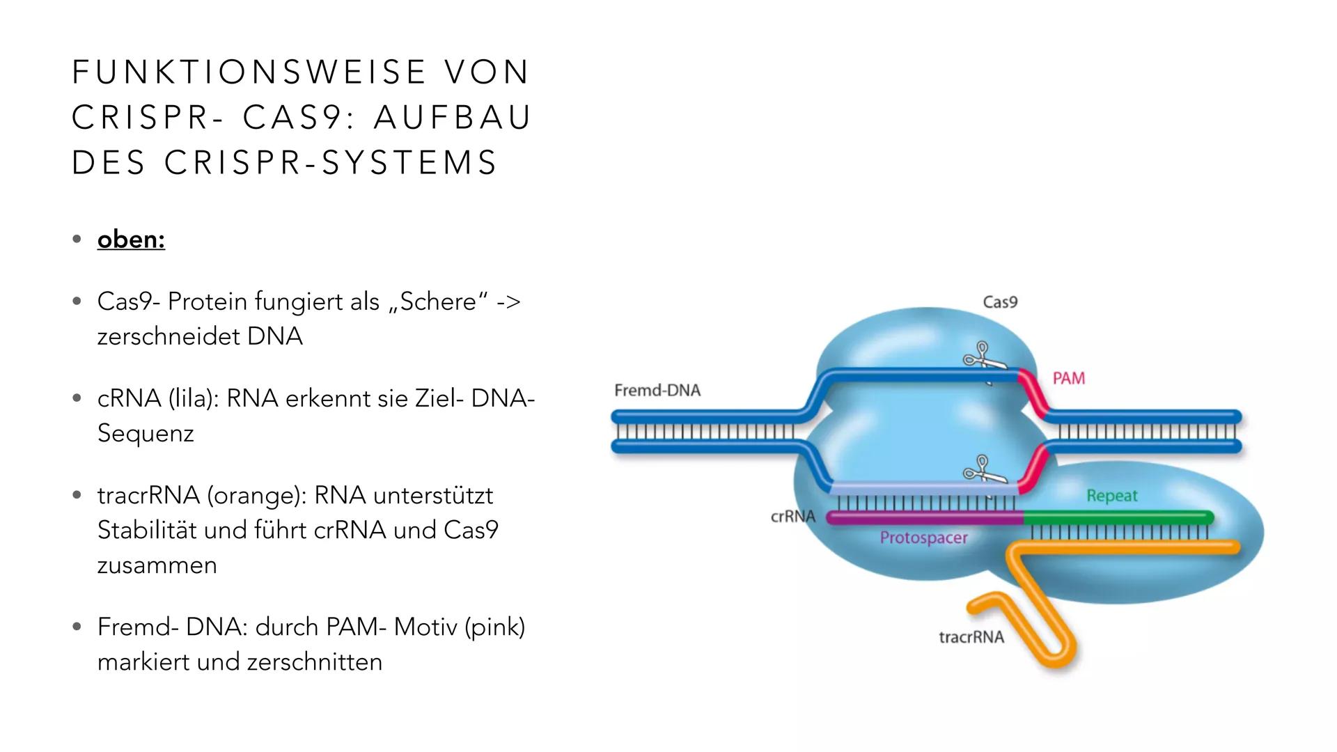 # PRÄZISE GENTECHNOLOGIE
# CRISPR CAS 9 INHALT
• Einleitung
• Geschichte & Entdeckung
• Funktionsweise von CRISPR-Cas9
• Anwendung des