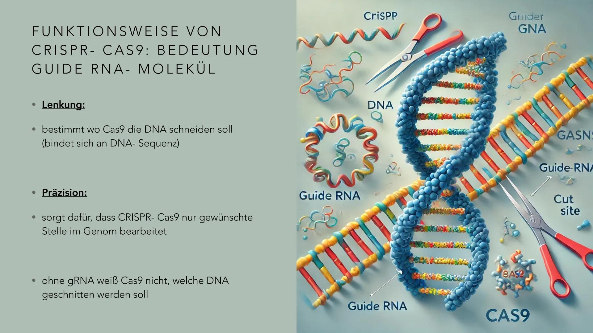 # PRÄZISE GENTECHNOLOGIE
# CRISPR CAS 9 INHALT
• Einleitung
• Geschichte & Entdeckung
• Funktionsweise von CRISPR-Cas9
• Anwendung des
