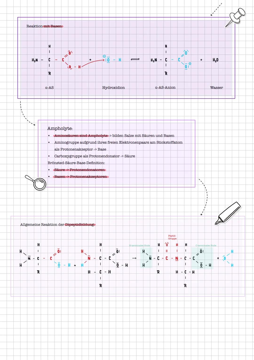 # Aminosäuren
**Bedeutung:**
* Aminosäuren sind die **Bausteine der Proteine**
* Am Aufbau der Proteine sind ca. 20 Aminosäuren beteiligt