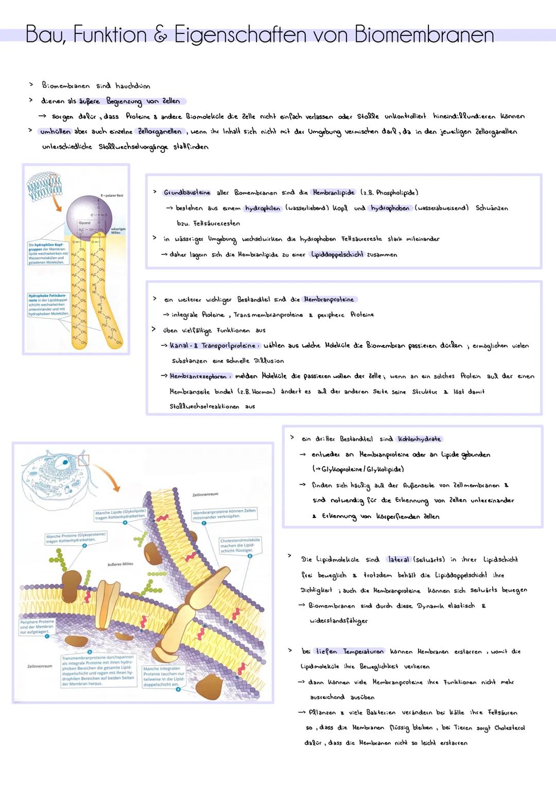Biologie Lernzettel: Biomembran & Transportvorgänge
