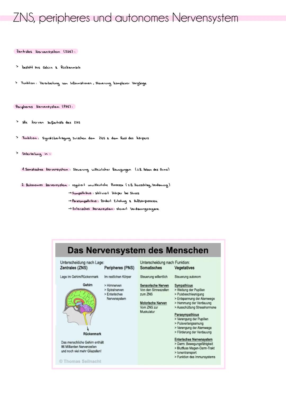 # ZNS, peripheres und autonomes Nervensystem
Zentrales Nervensystem (205)
> besteht aus Gehirn & Rückenmark
> Funklion Verarbeitung von I
