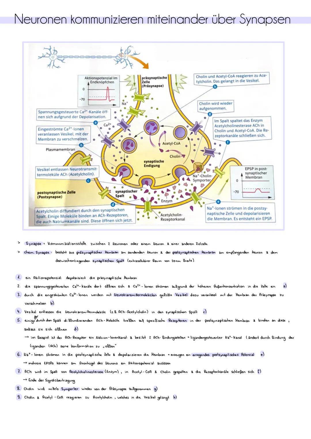 # ZNS, peripheres und autonomes Nervensystem
Zentrales Nervensystem (205)
> besteht aus Gehirn & Rückenmark
> Funklion Verarbeitung von I