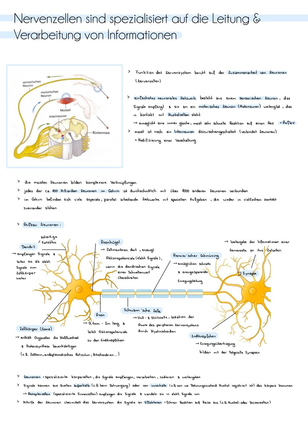 # ZNS, peripheres und autonomes Nervensystem
Zentrales Nervensystem (205)
> besteht aus Gehirn & Rückenmark
> Funklion Verarbeitung von I
