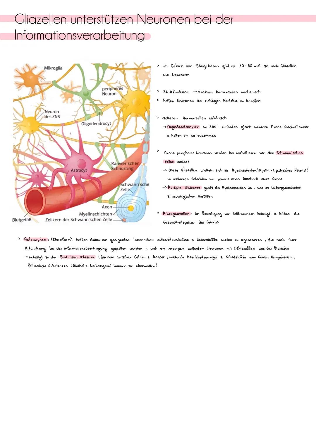 # ZNS, peripheres und autonomes Nervensystem
Zentrales Nervensystem (205)
> besteht aus Gehirn & Rückenmark
> Funklion Verarbeitung von I