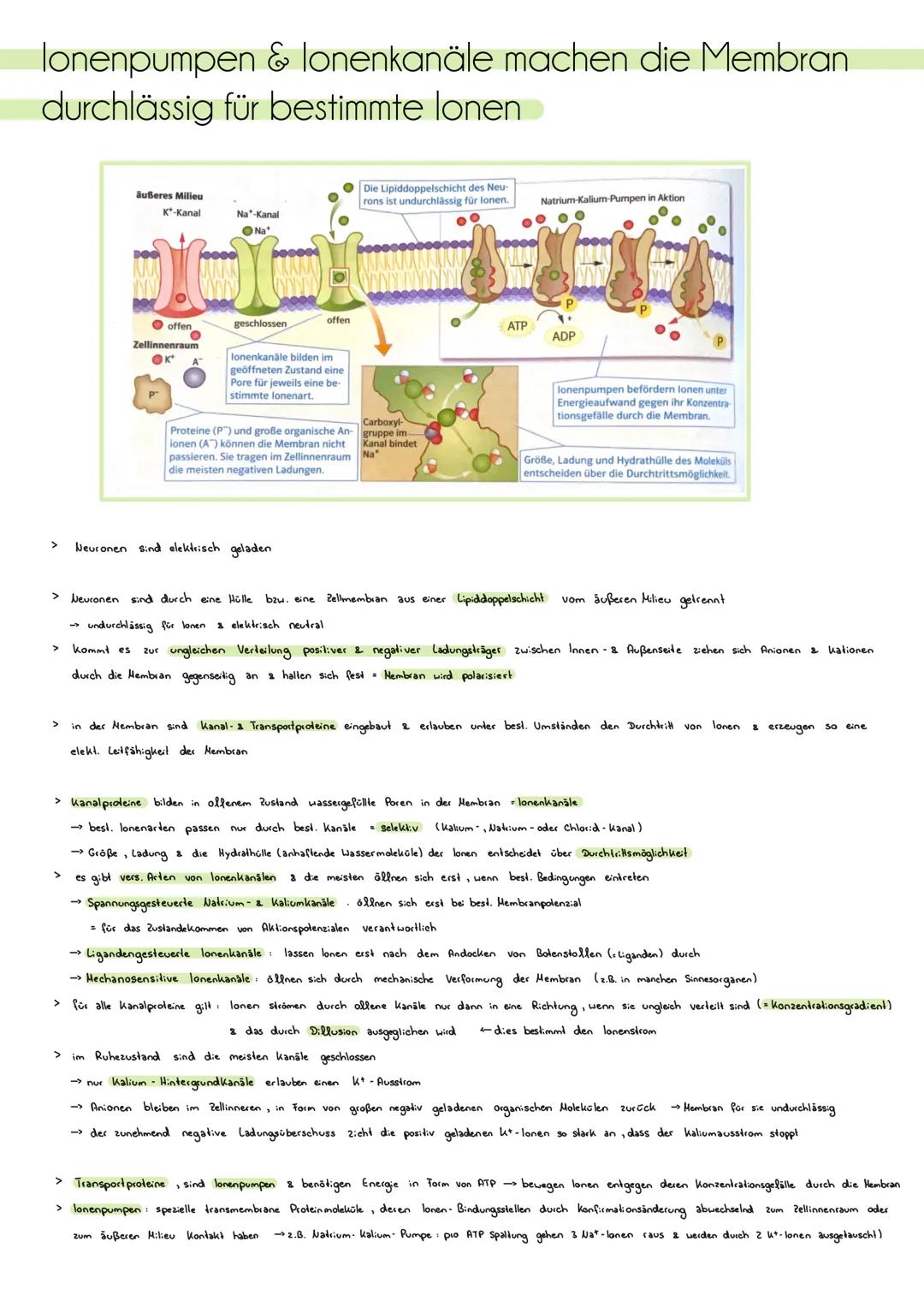 # ZNS, peripheres und autonomes Nervensystem
Zentrales Nervensystem (205)
> besteht aus Gehirn & Rückenmark
> Funklion Verarbeitung von I