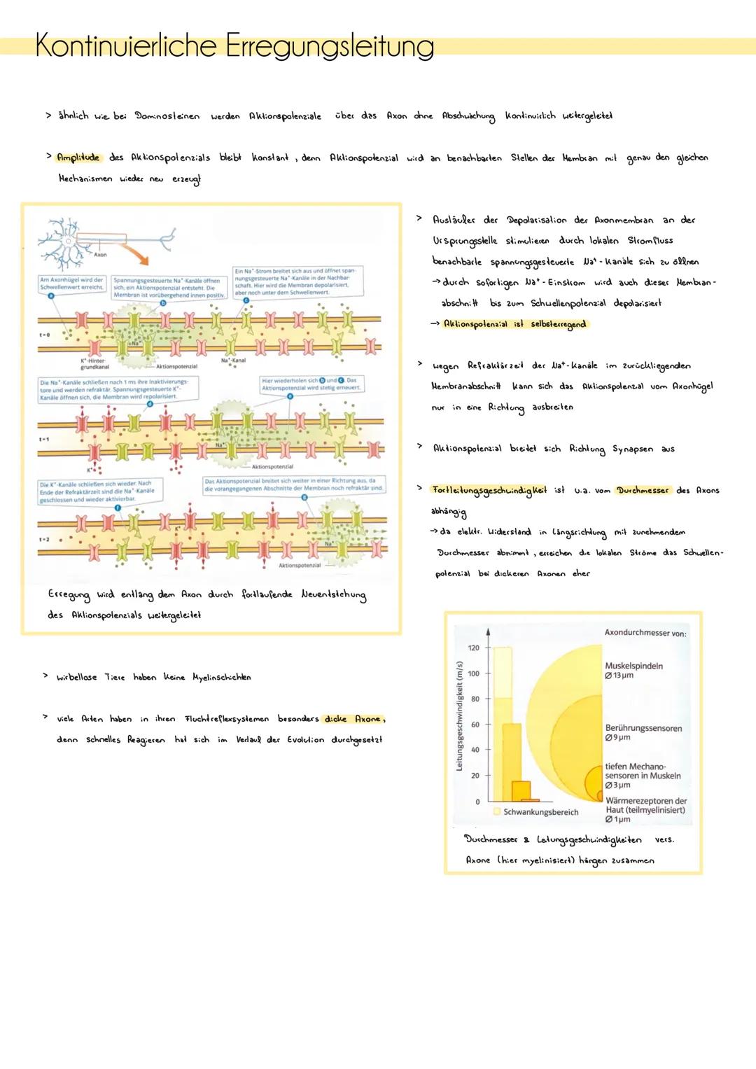 # ZNS, peripheres und autonomes Nervensystem
Zentrales Nervensystem (205)
> besteht aus Gehirn & Rückenmark
> Funklion Verarbeitung von I