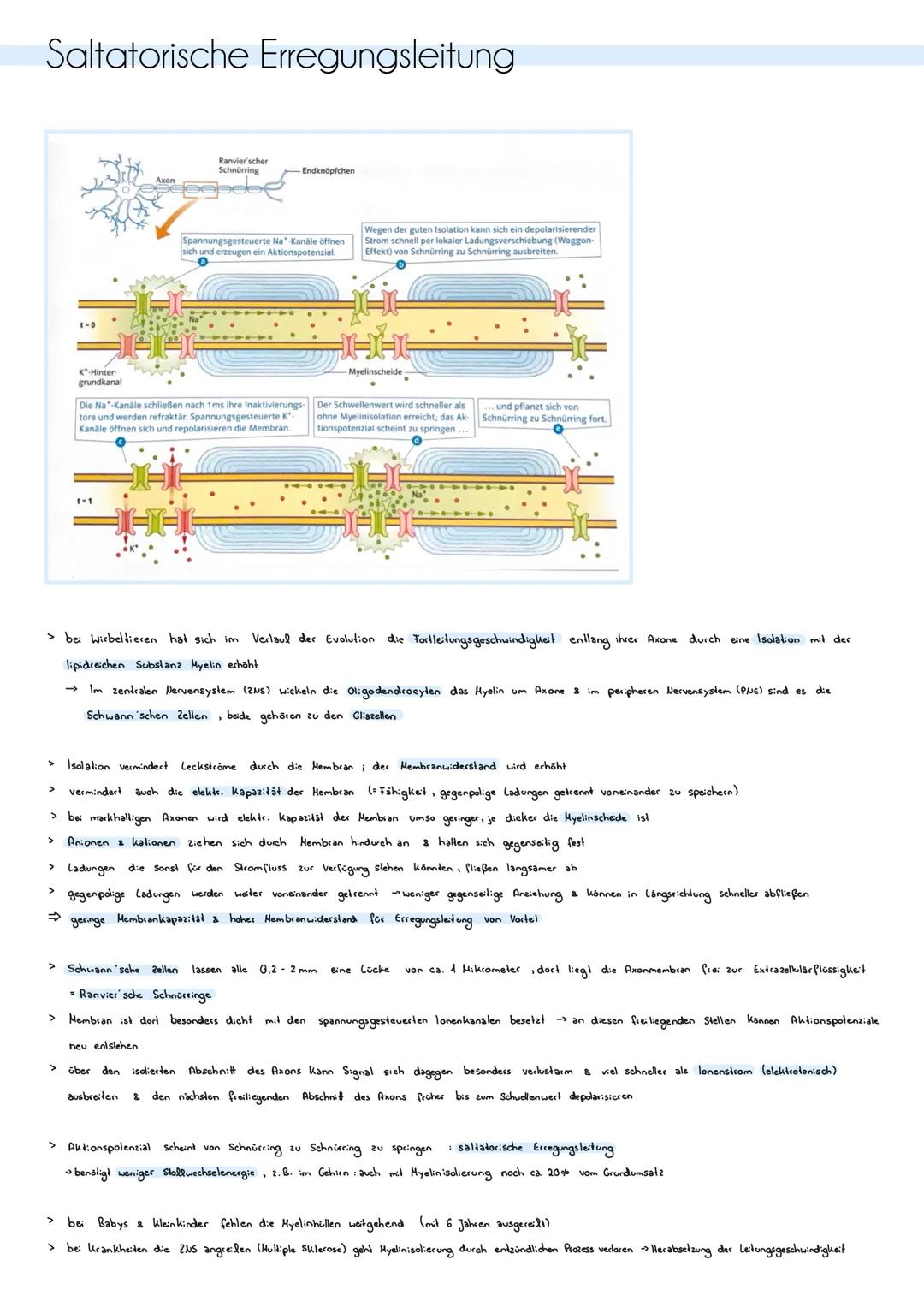 # ZNS, peripheres und autonomes Nervensystem
Zentrales Nervensystem (205)
> besteht aus Gehirn & Rückenmark
> Funklion Verarbeitung von I