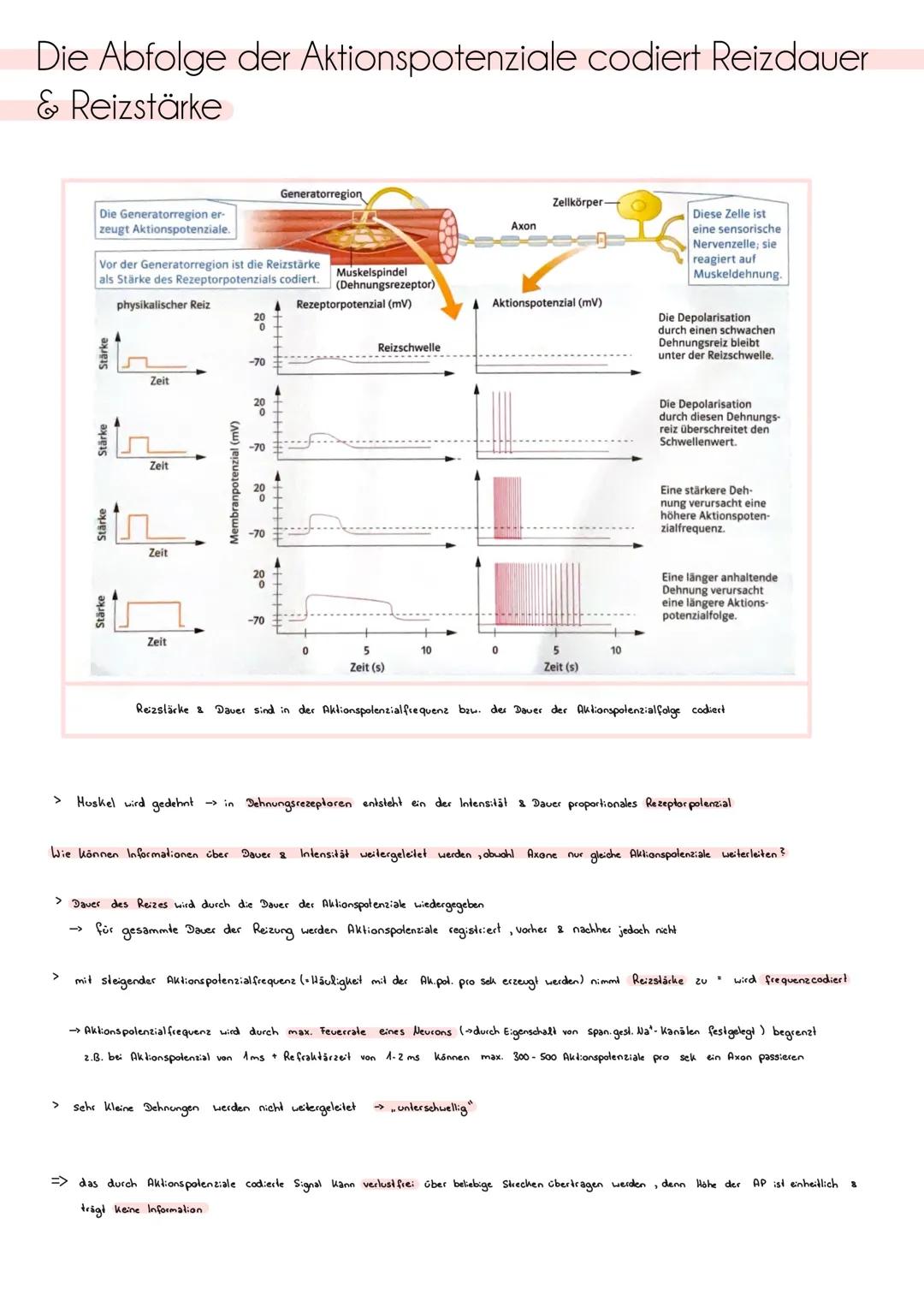 # ZNS, peripheres und autonomes Nervensystem
Zentrales Nervensystem (205)
> besteht aus Gehirn & Rückenmark
> Funklion Verarbeitung von I