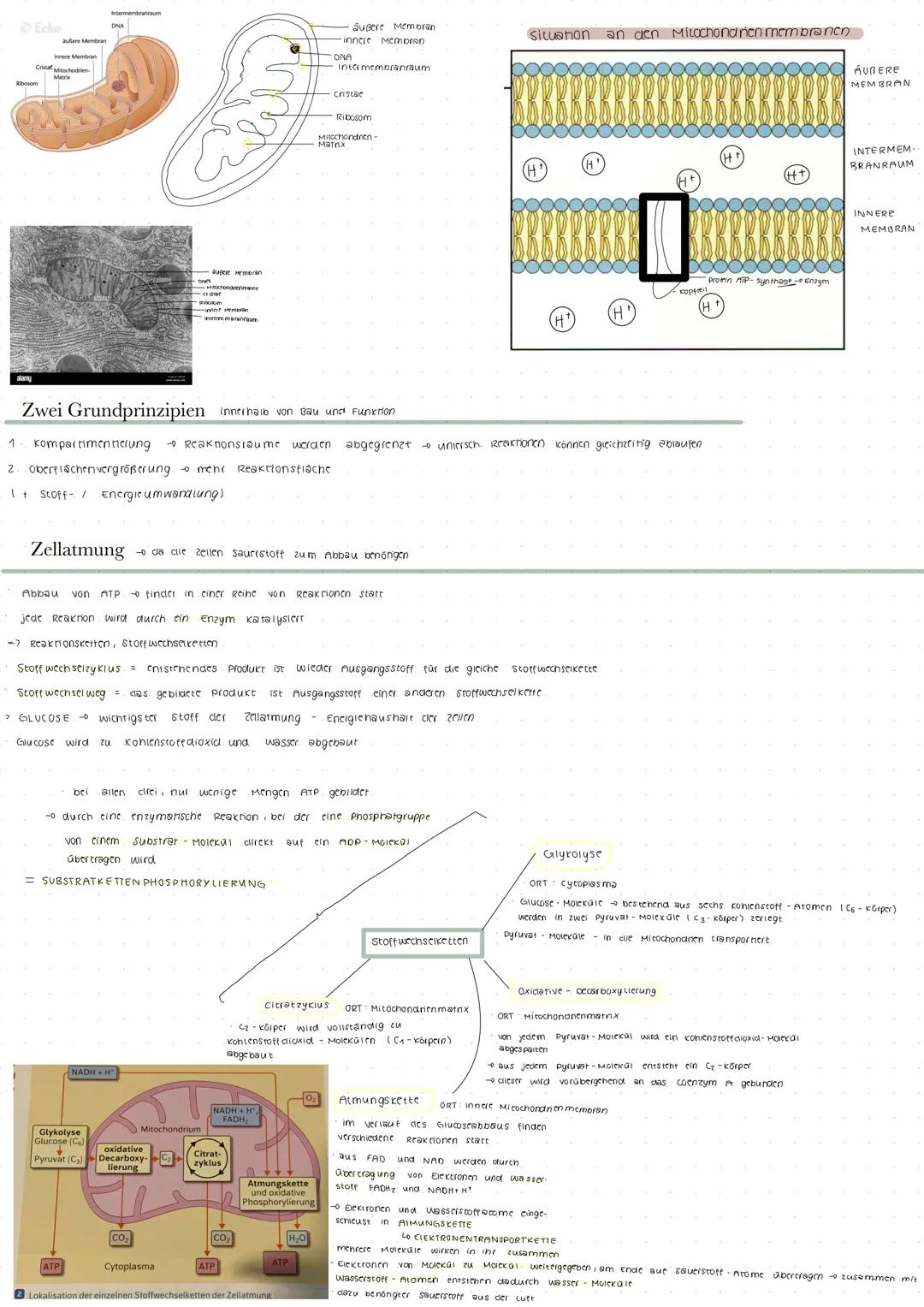 Leben und Energie
1) Energie im biologischen kontext
Energieer neitung
die summe aus nutzbarer
energie und wärme bipibt immer
constant
Four