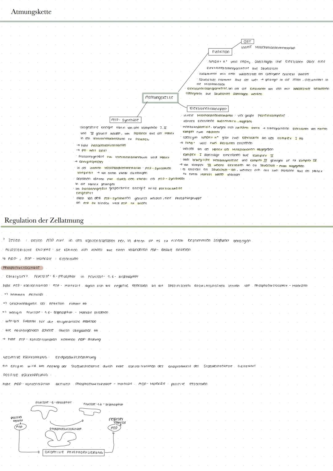 Leben und Energie
1) Energie im biologischen kontext
Energieer neitung
die summe aus nutzbarer
energie und wärme bipibt immer
constant
Four