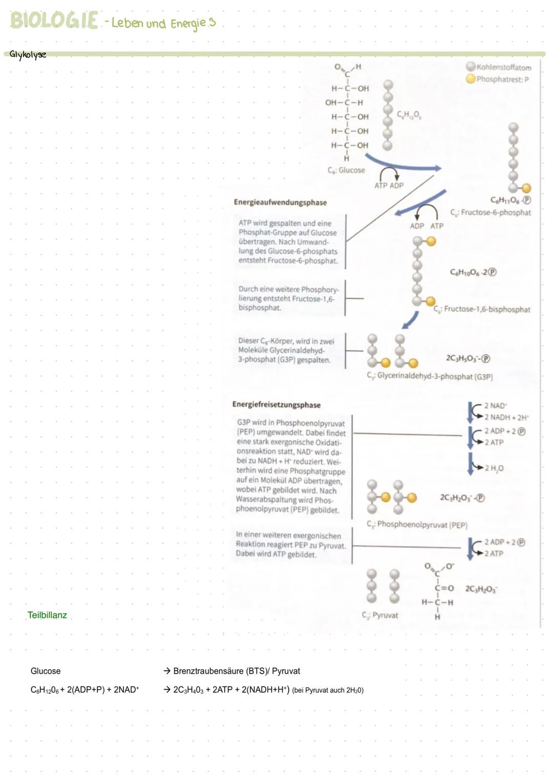 # BIOLOGIE-Leben und Energie A
Was ist Energie?
Energie ist die Fähigkeit Arbat zu verrichten
Energieumwandlung
Chemische Energie gespeich