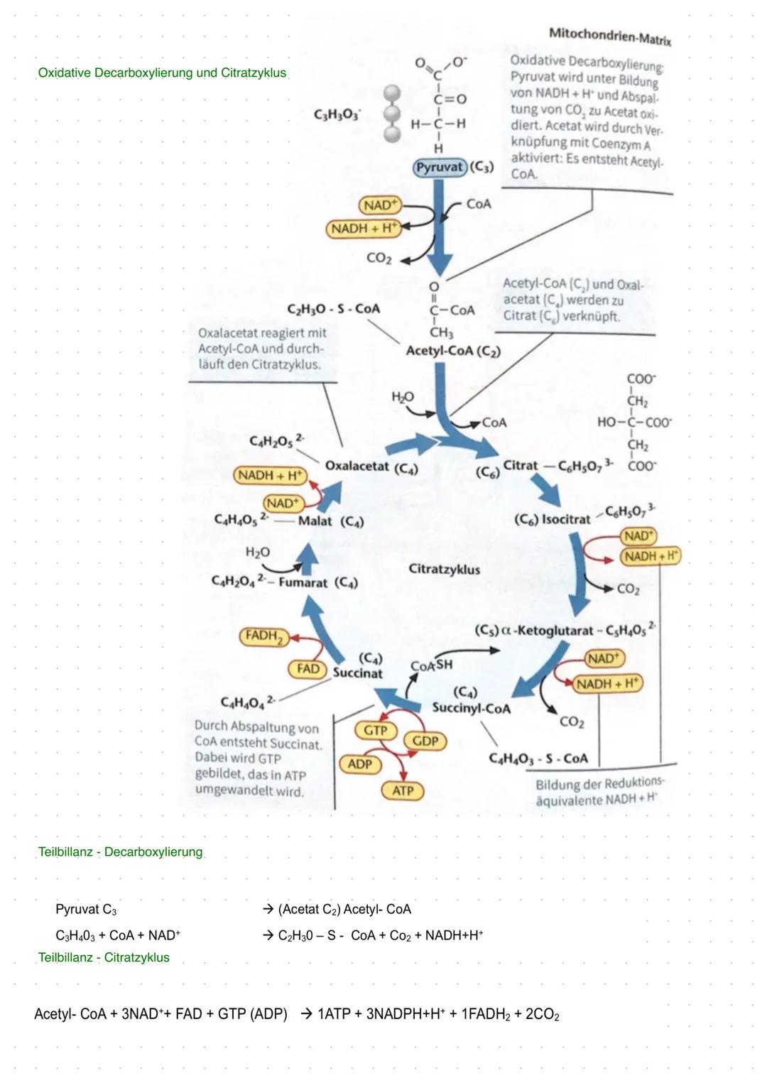 # BIOLOGIE-Leben und Energie A
Was ist Energie?
Energie ist die Fähigkeit Arbat zu verrichten
Energieumwandlung
Chemische Energie gespeich