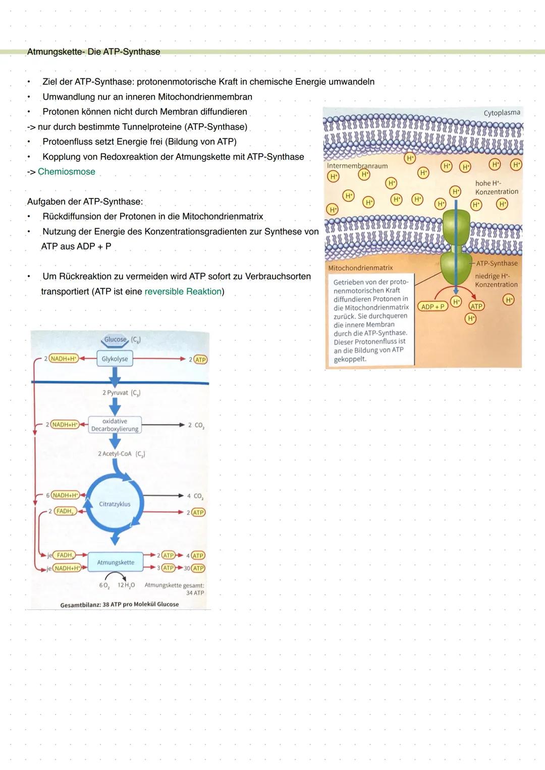 # BIOLOGIE-Leben und Energie A
Was ist Energie?
Energie ist die Fähigkeit Arbat zu verrichten
Energieumwandlung
Chemische Energie gespeich