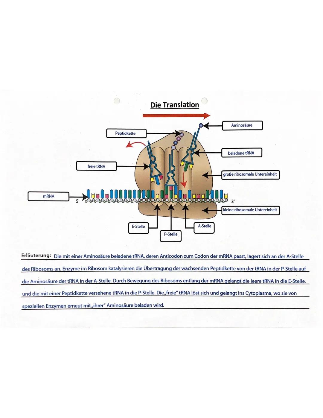 Translation Biologie