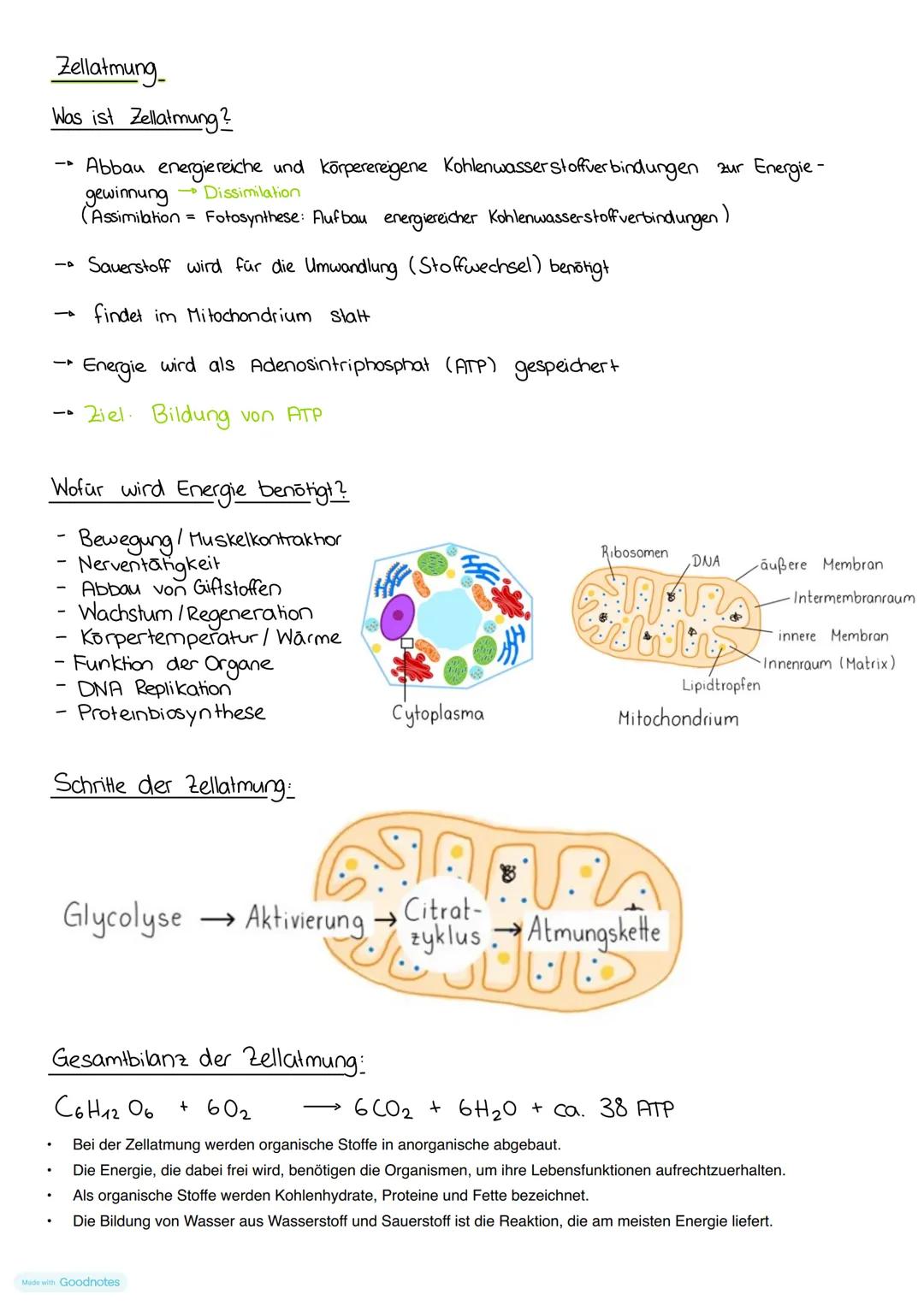 BIOLOGIE: Zellatmung Zusammenfassung