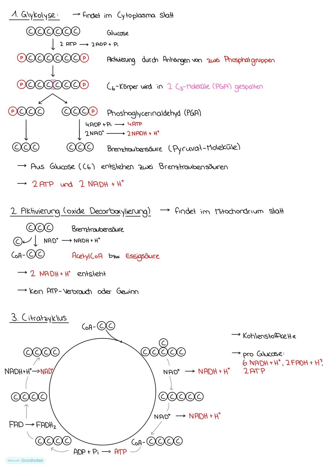 # Zellatmung
Was ist Zellatmung?
- Abbau energiereiche und körpereigene Kohlenwasserstoffverbindungen zur Energiegewinnung → Dissimilation