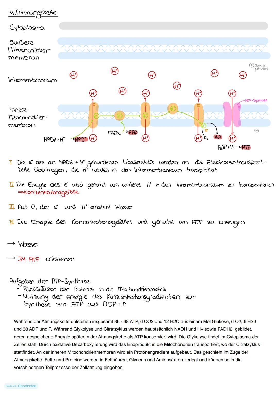 # Zellatmung
Was ist Zellatmung?
- Abbau energiereiche und körpereigene Kohlenwasserstoffverbindungen zur Energiegewinnung → Dissimilation