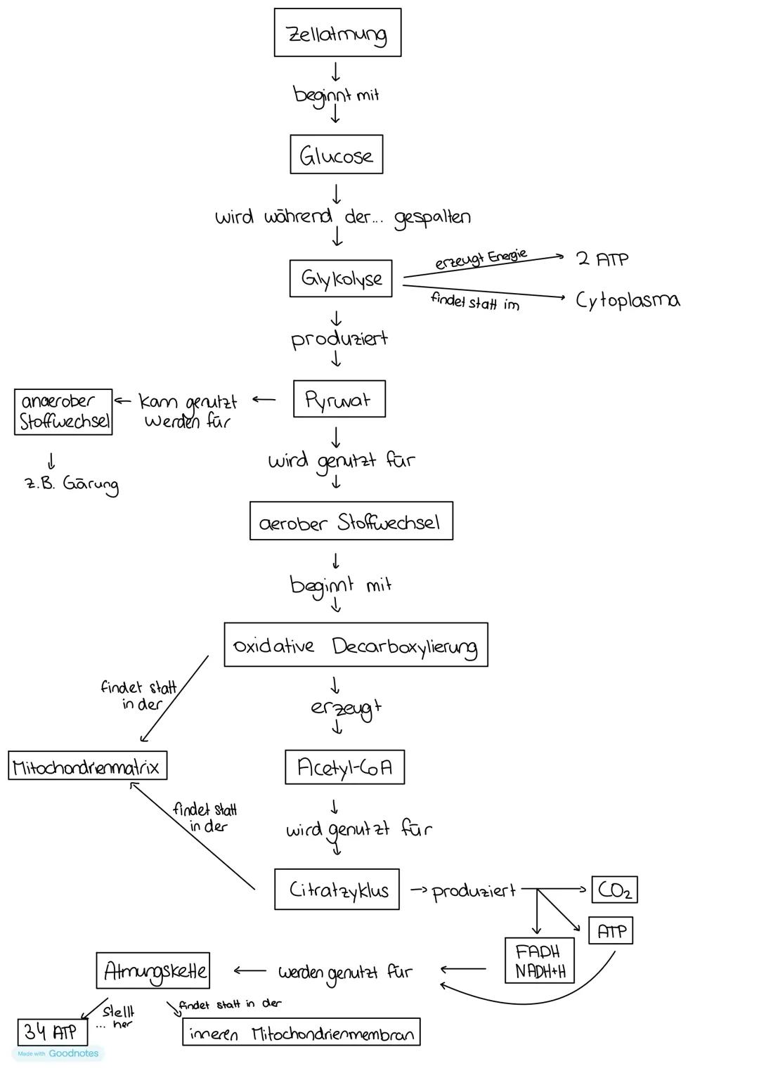 # Zellatmung
Was ist Zellatmung?
- Abbau energiereiche und körpereigene Kohlenwasserstoffverbindungen zur Energiegewinnung → Dissimilation