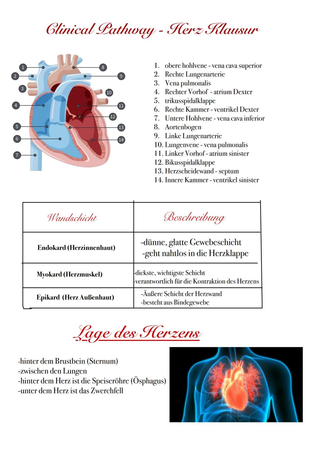 # Blutstrom Reihenfolge
Rechter Vorhof-> Trikuspidalklappe -> rechter Ventrikel ->
Pulmonalklappe -> Lungenarterien -> Lungen -> Lungenvene