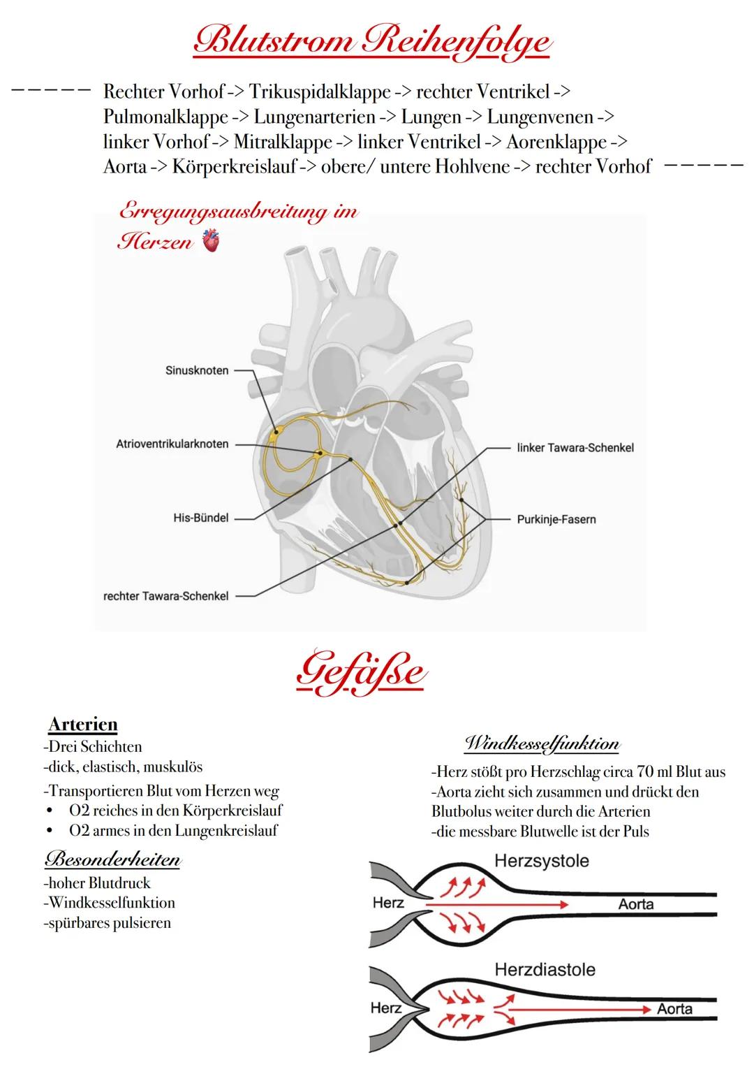# Blutstrom Reihenfolge
Rechter Vorhof-> Trikuspidalklappe -> rechter Ventrikel ->
Pulmonalklappe -> Lungenarterien -> Lungen -> Lungenvene