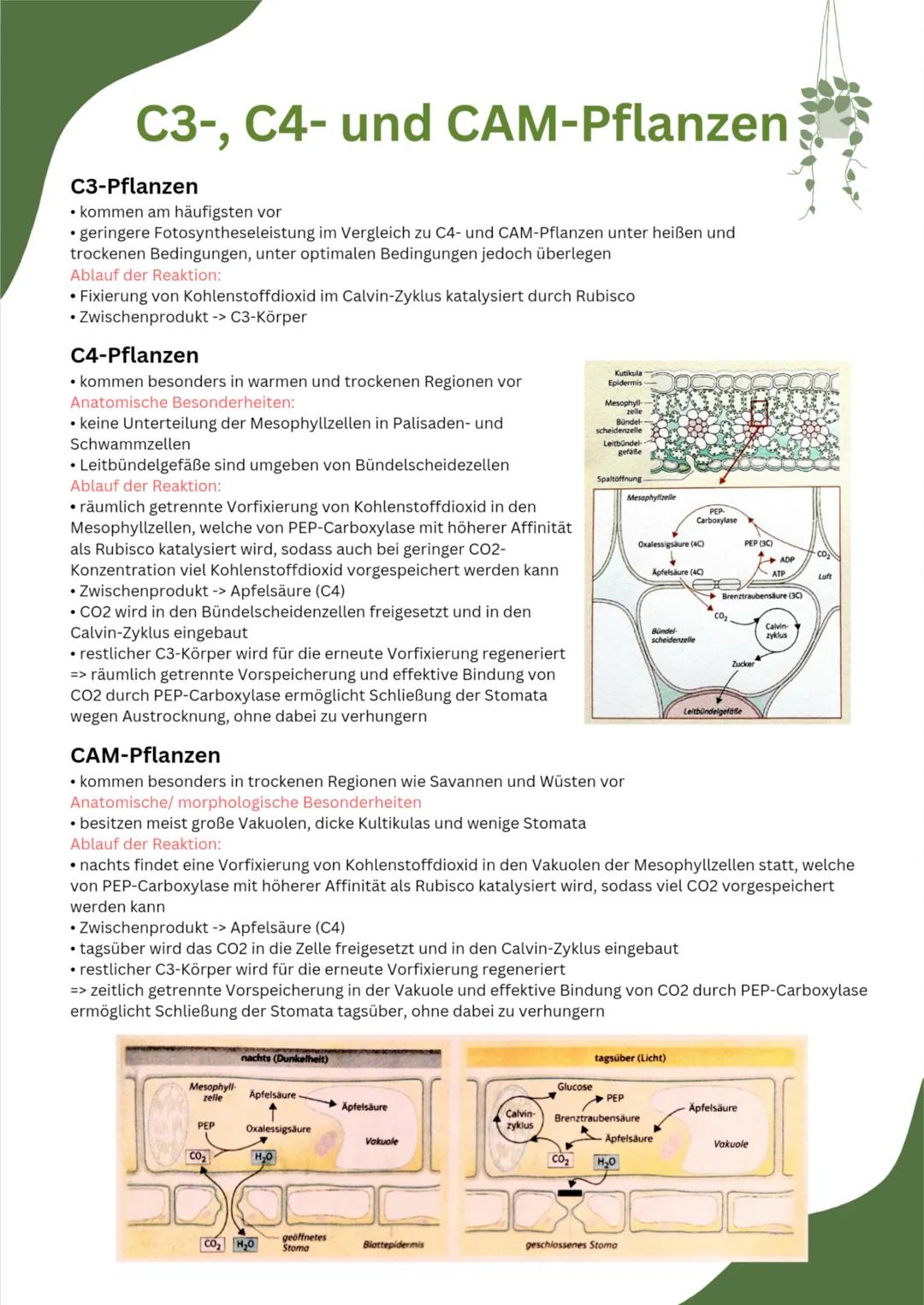 C3-, C4- und CAM-Pflanzen
C3-Pflanzen
• kommen am häufigsten vor
• geringere Fotosyntheseleistung im Vergleich zu C4- und CAM-Pflanzen unter