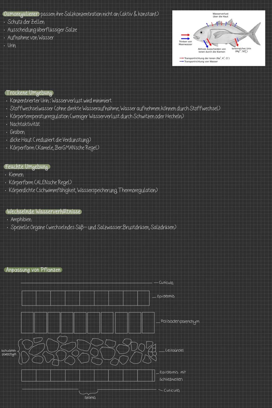 ## Abiturvorbereitung ōkologie
Abiotische Faktoren
Abiotisch: Nicht-lebende Elemente der Umwelt (Temperatur, Wasser, Licht, Bodenbeschaffenh