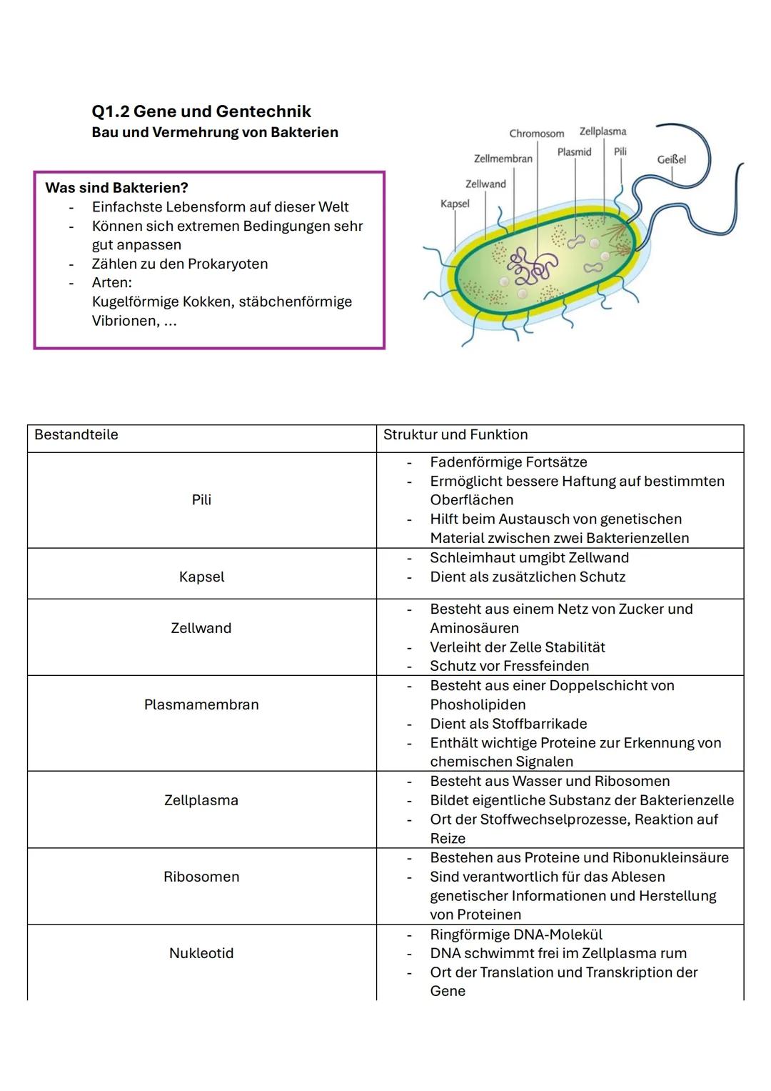 Q1.1 Von der DNA zum Protein
Aufbau und Replikation der DNA
Watson-Crick-Modell (1953)
- Eine Strickleiter die um ihre eigene
Längsachse g