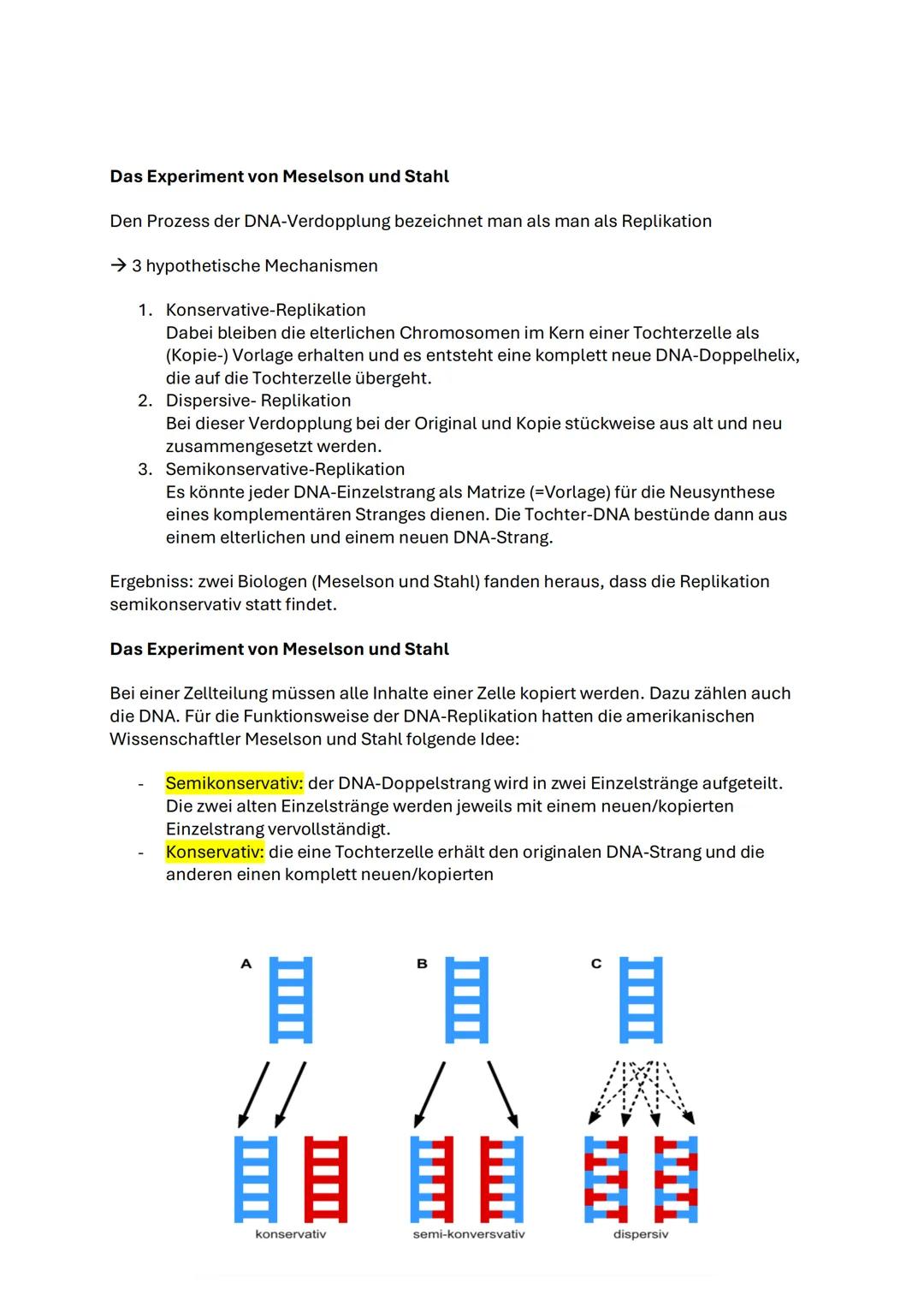 Q1.1 Von der DNA zum Protein
Aufbau und Replikation der DNA
Watson-Crick-Modell (1953)
- Eine Strickleiter die um ihre eigene
Längsachse g