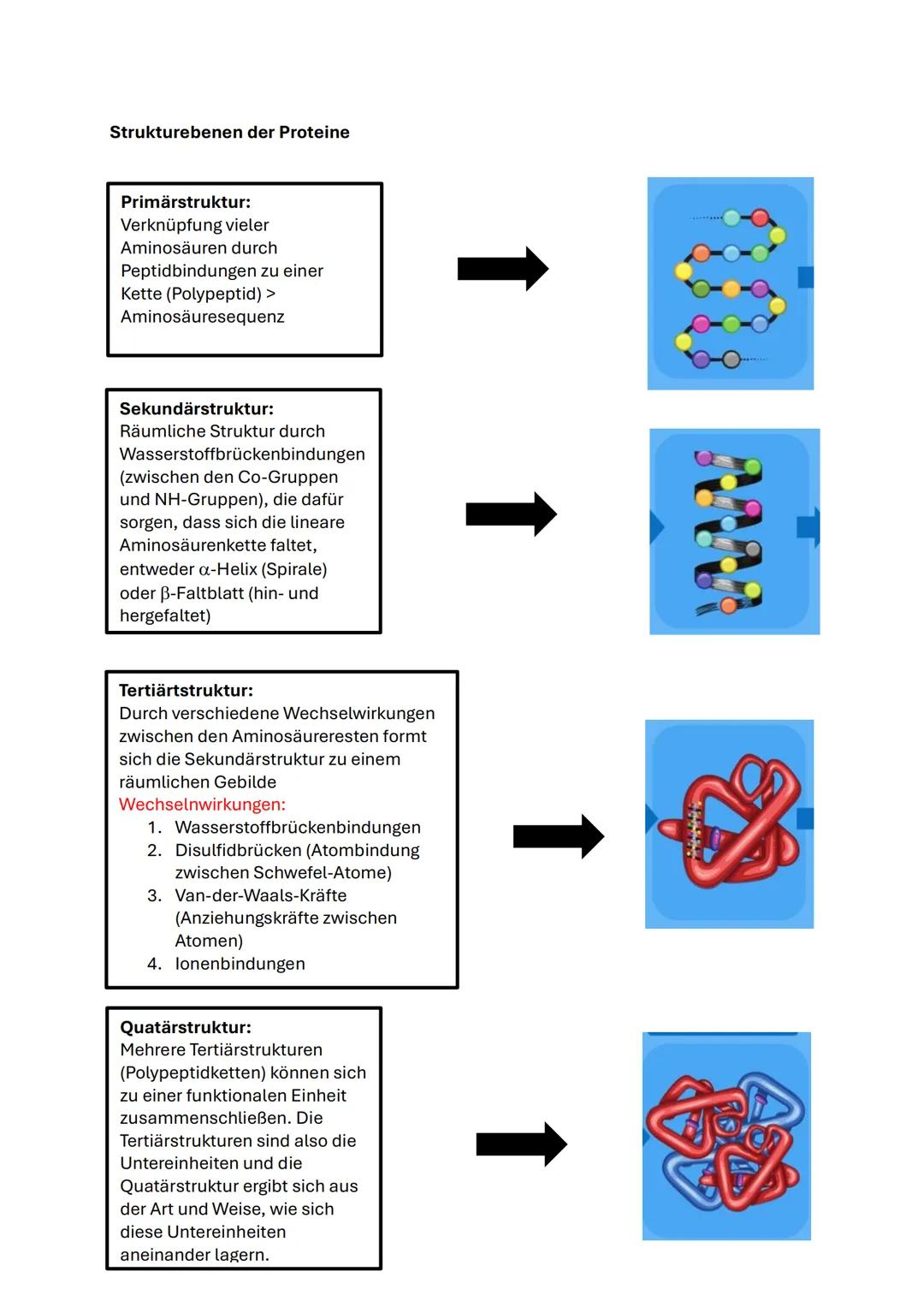 Q1.1 Von der DNA zum Protein
Aufbau und Replikation der DNA
Watson-Crick-Modell (1953)
- Eine Strickleiter die um ihre eigene
Längsachse g