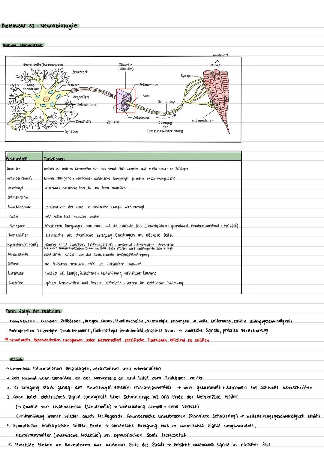--- OCR Start ---
Bioklausur 32 - Neurobiologie
Aufbau Nervenzelle:
Nervenzelle (Motoneuron)
Gliazelle
(Hüllzelle)
Zellkörper
Mito
chondrium