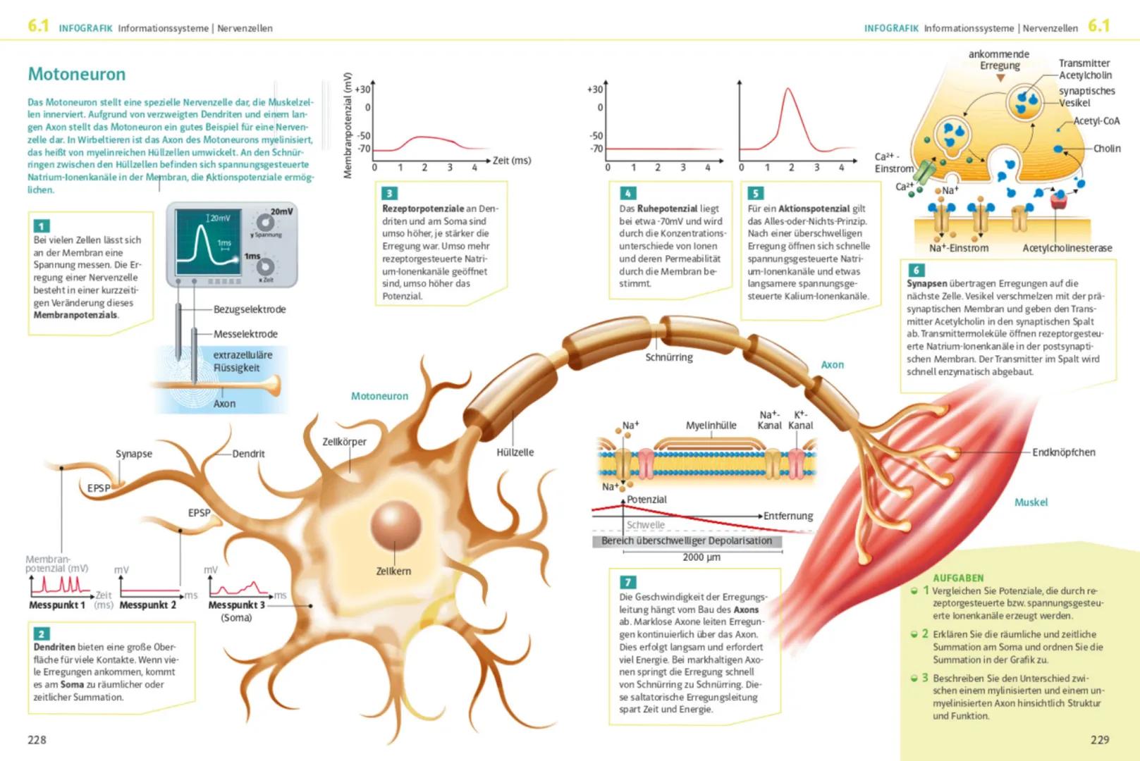 --- OCR Start ---
Bioklausur 32 - Neurobiologie
Aufbau Nervenzelle:
Nervenzelle (Motoneuron)
Gliazelle
(Hüllzelle)
Zellkörper
Mito
chondrium