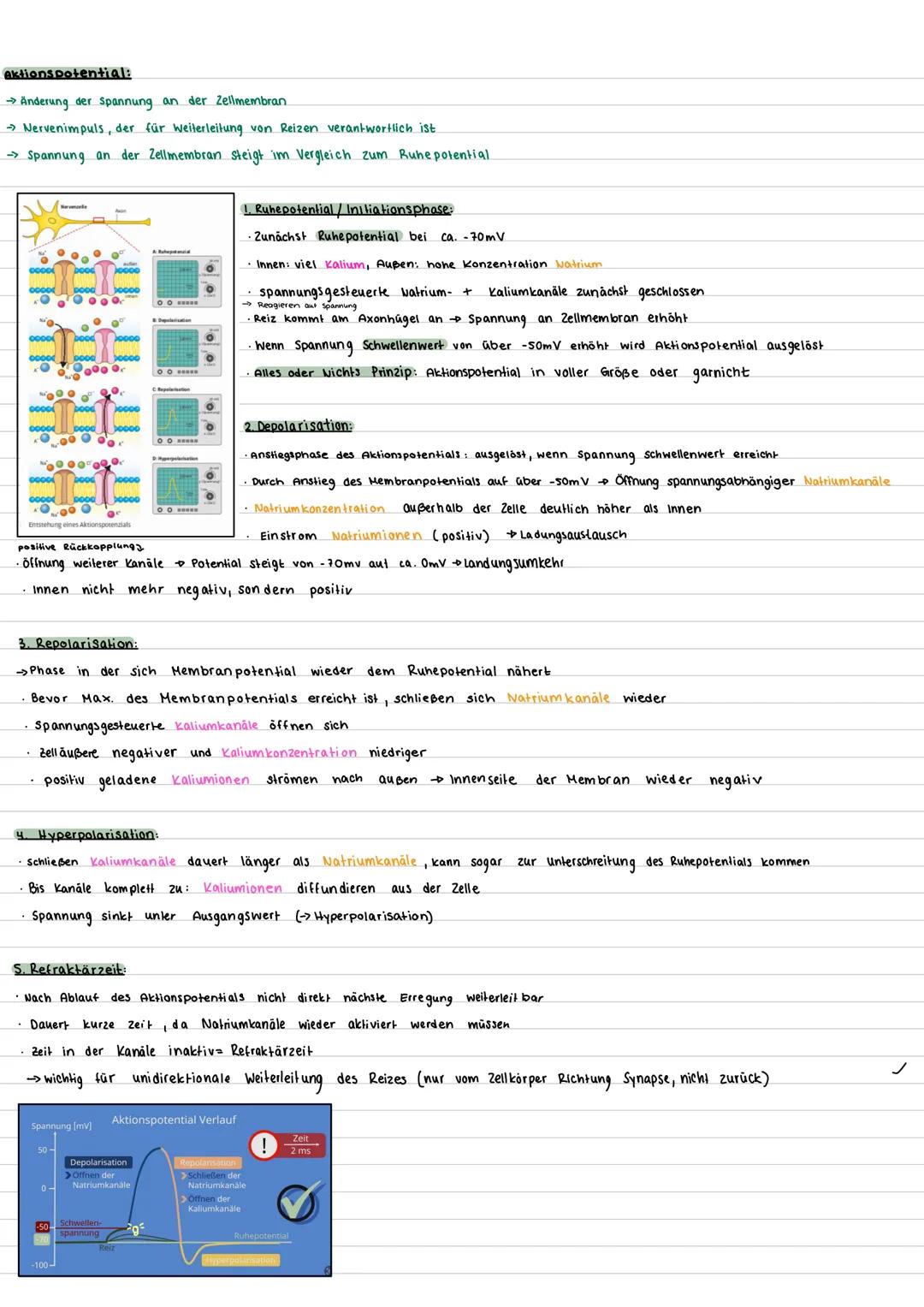--- OCR Start ---
Bioklausur 32 - Neurobiologie
Aufbau Nervenzelle:
Nervenzelle (Motoneuron)
Gliazelle
(Hüllzelle)
Zellkörper
Mito
chondrium