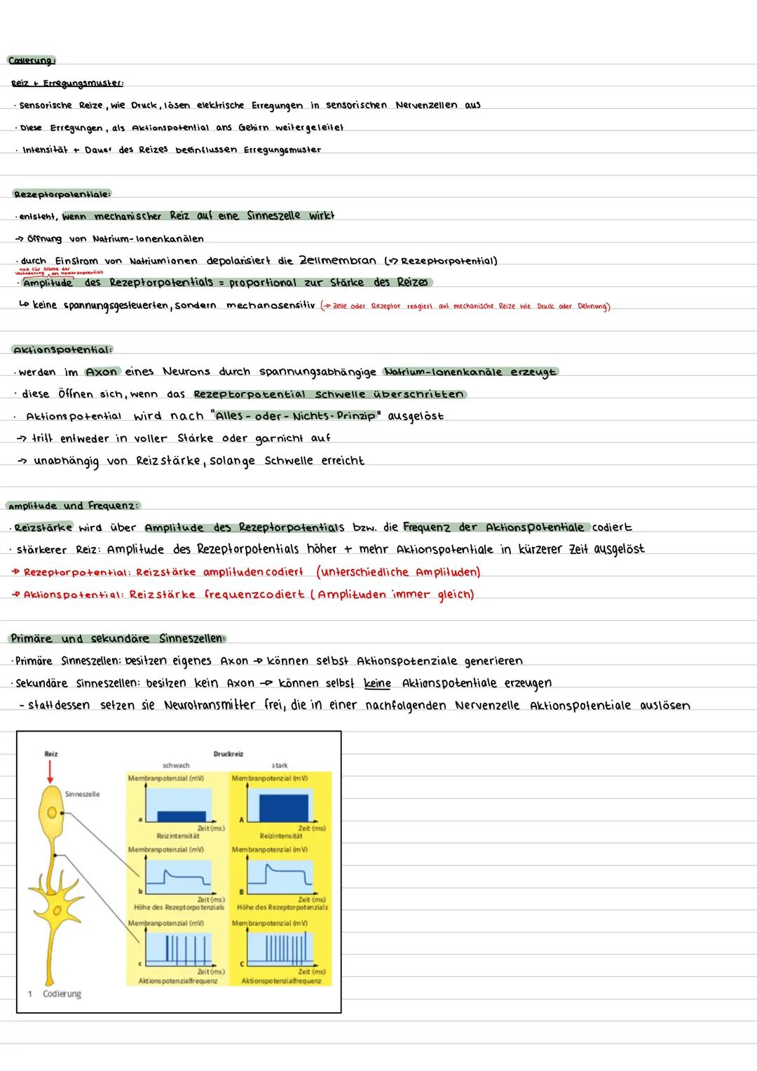 --- OCR Start ---
Bioklausur 32 - Neurobiologie
Aufbau Nervenzelle:
Nervenzelle (Motoneuron)
Gliazelle
(Hüllzelle)
Zellkörper
Mito
chondrium