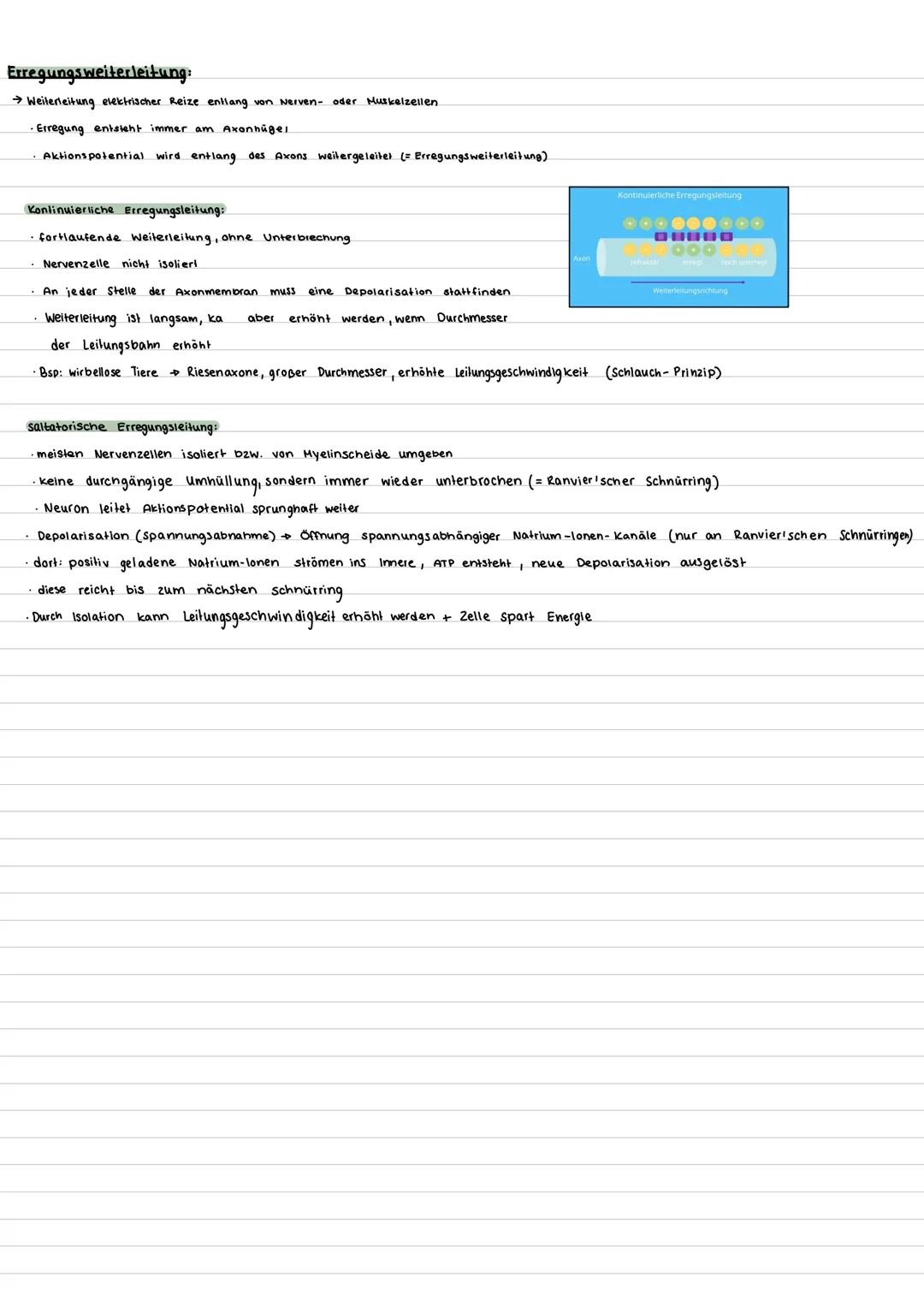 --- OCR Start ---
Bioklausur 32 - Neurobiologie
Aufbau Nervenzelle:
Nervenzelle (Motoneuron)
Gliazelle
(Hüllzelle)
Zellkörper
Mito
chondrium