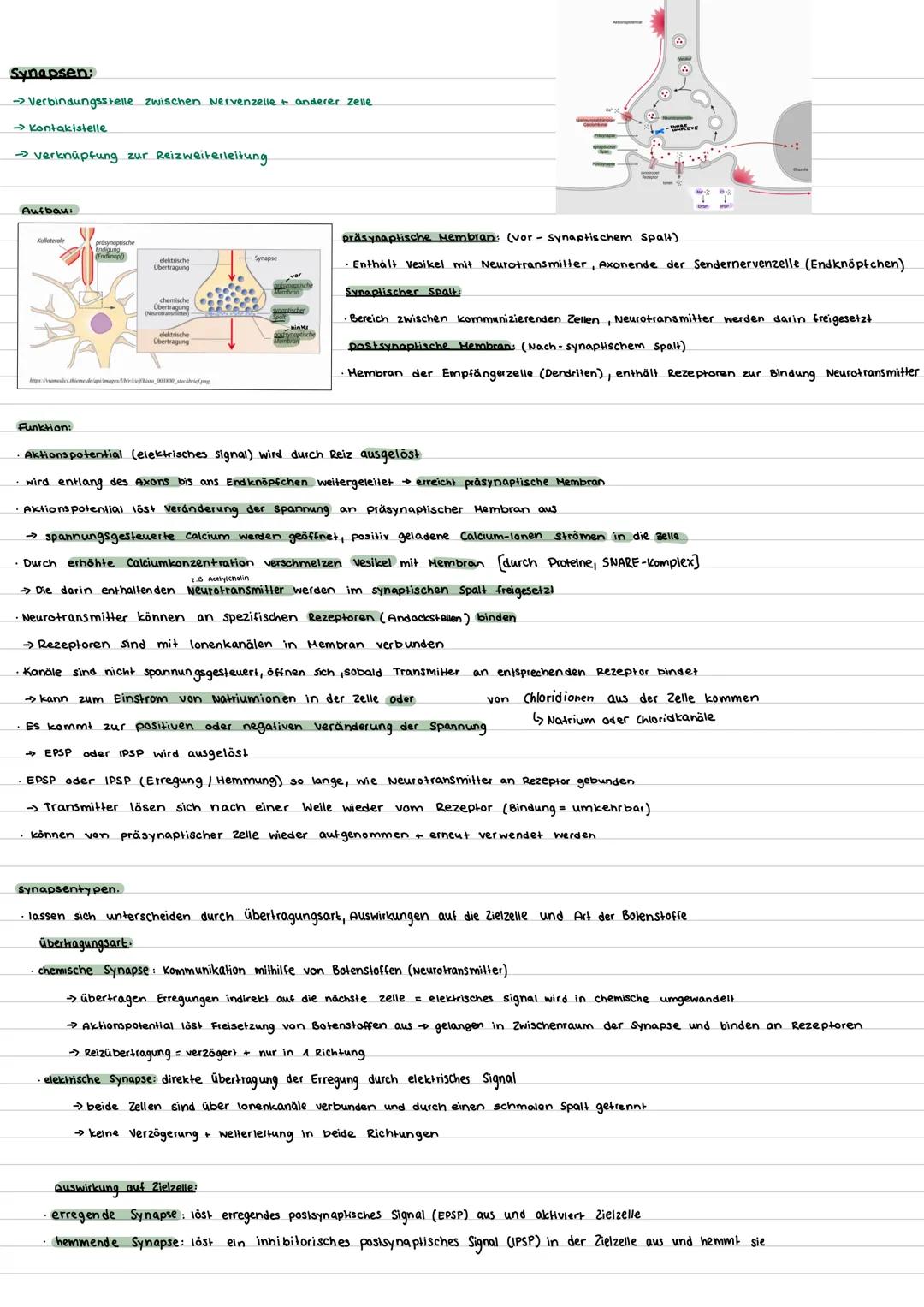 --- OCR Start ---
Bioklausur 32 - Neurobiologie
Aufbau Nervenzelle:
Nervenzelle (Motoneuron)
Gliazelle
(Hüllzelle)
Zellkörper
Mito
chondrium