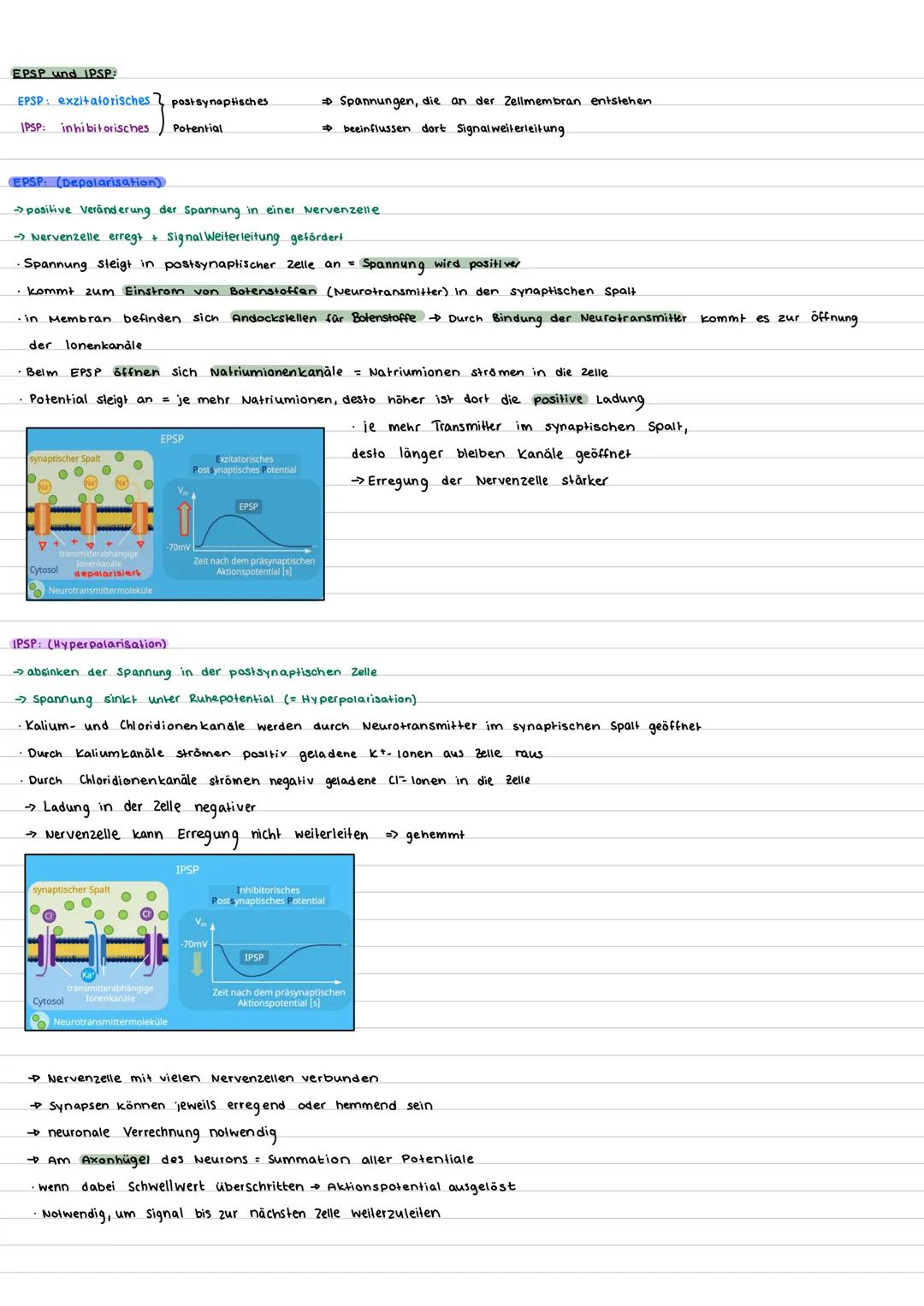 --- OCR Start ---
Bioklausur 32 - Neurobiologie
Aufbau Nervenzelle:
Nervenzelle (Motoneuron)
Gliazelle
(Hüllzelle)
Zellkörper
Mito
chondrium