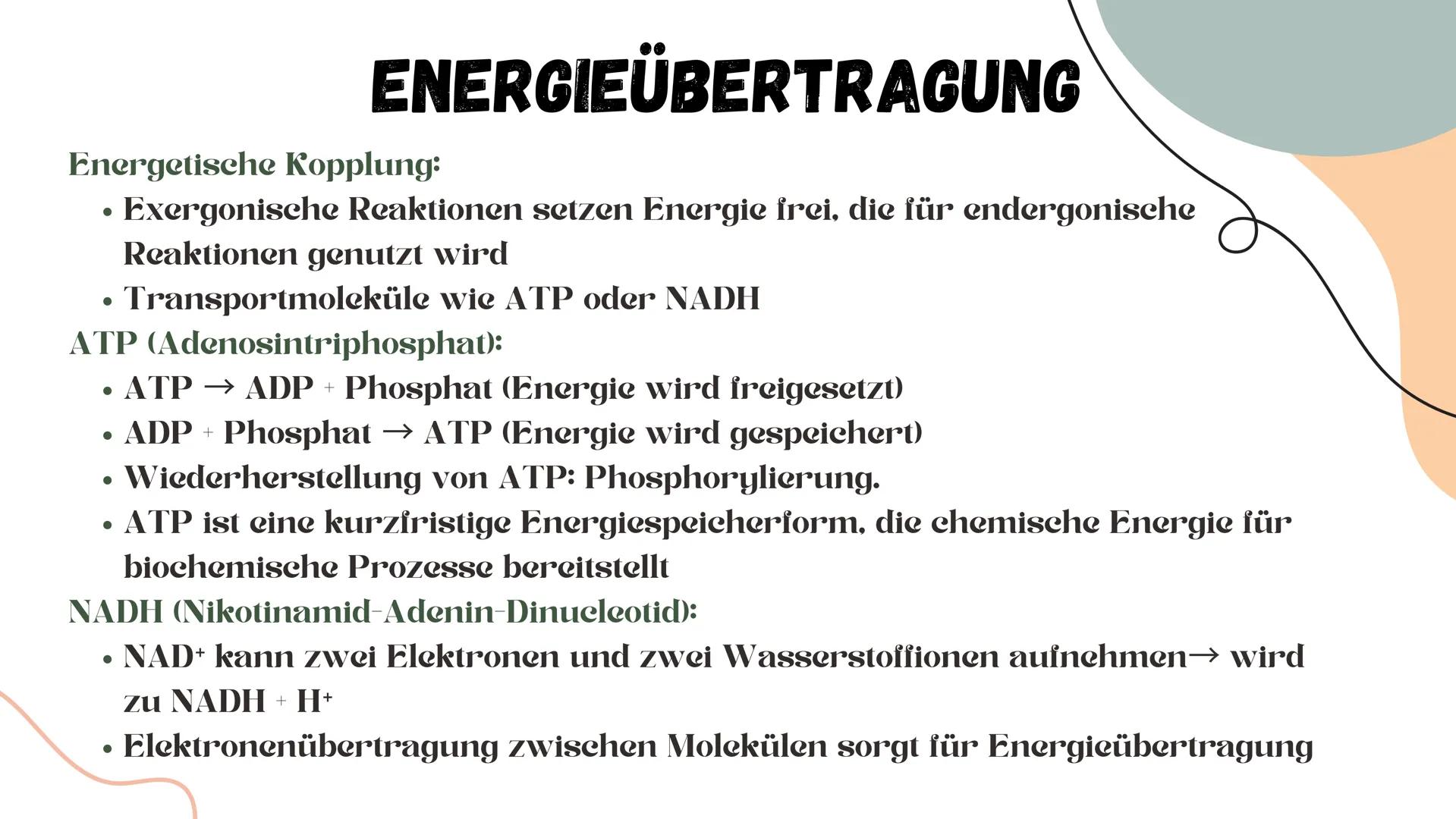 # STOFFWECHSEL # INHALTSVERZEICHNIS
ΟΙ Chemische Grundlagen
02 Aufbauender Stoffwechsel (Assimilation)
03 Abbauender Stoffwechsel (Dissim