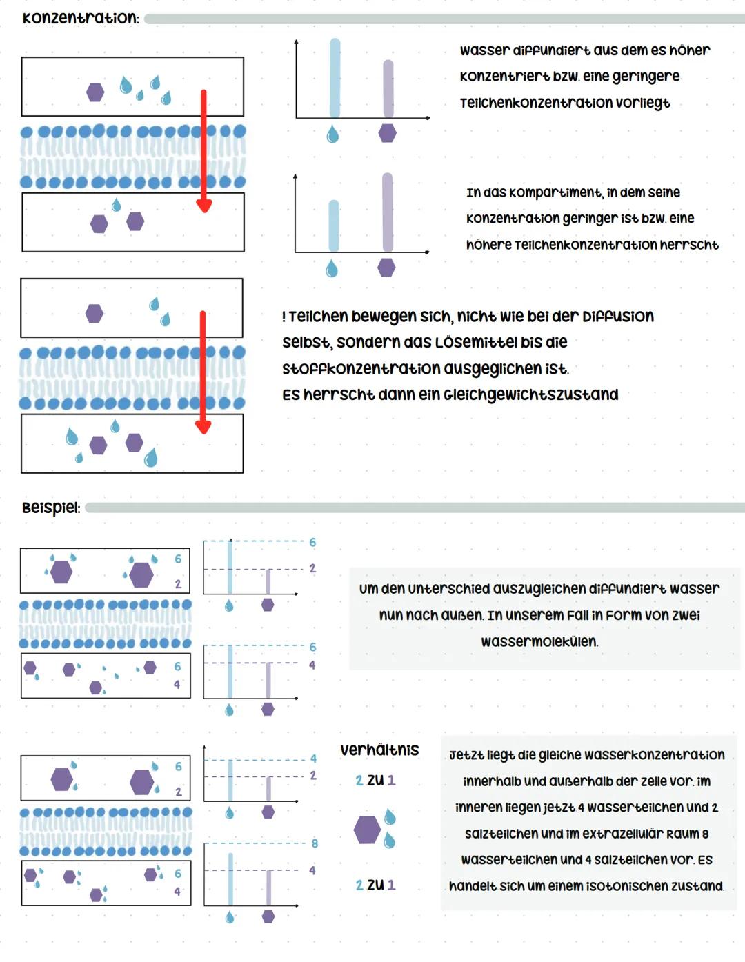 # Osmose
Definition:
osmose ist eine Diffusion von molekülen eines Lösungsmittels (meistens wasser) durch eine
semipermeable membran, die z